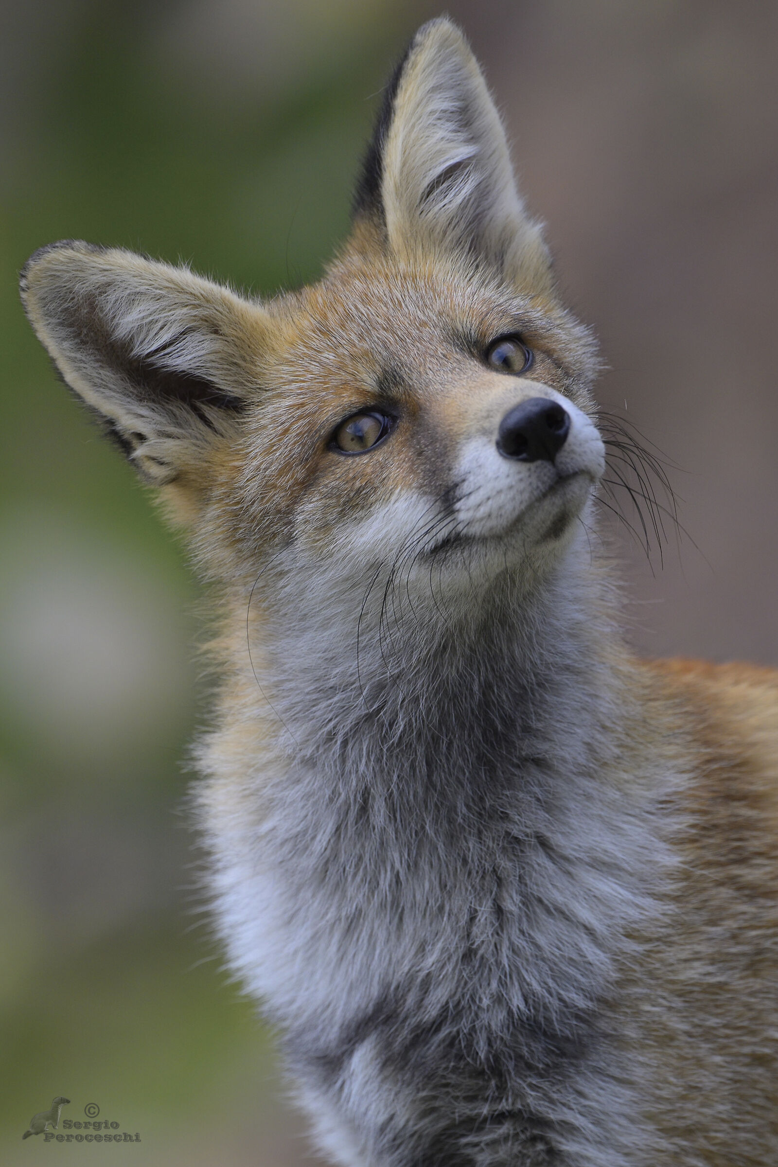 Suspicious Fox