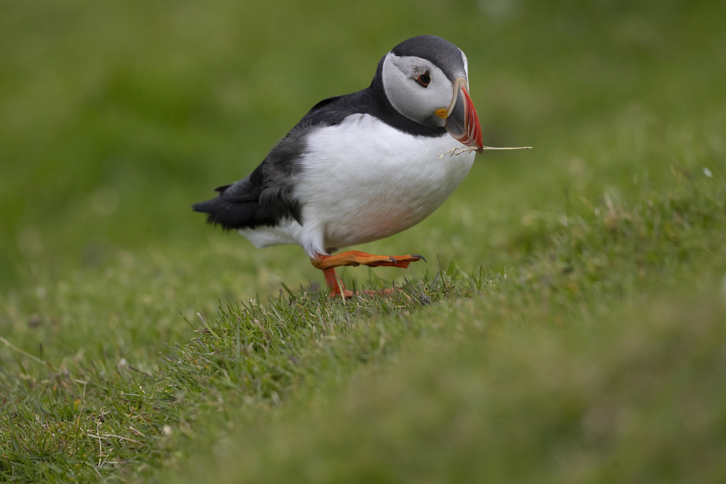 Puffins #1