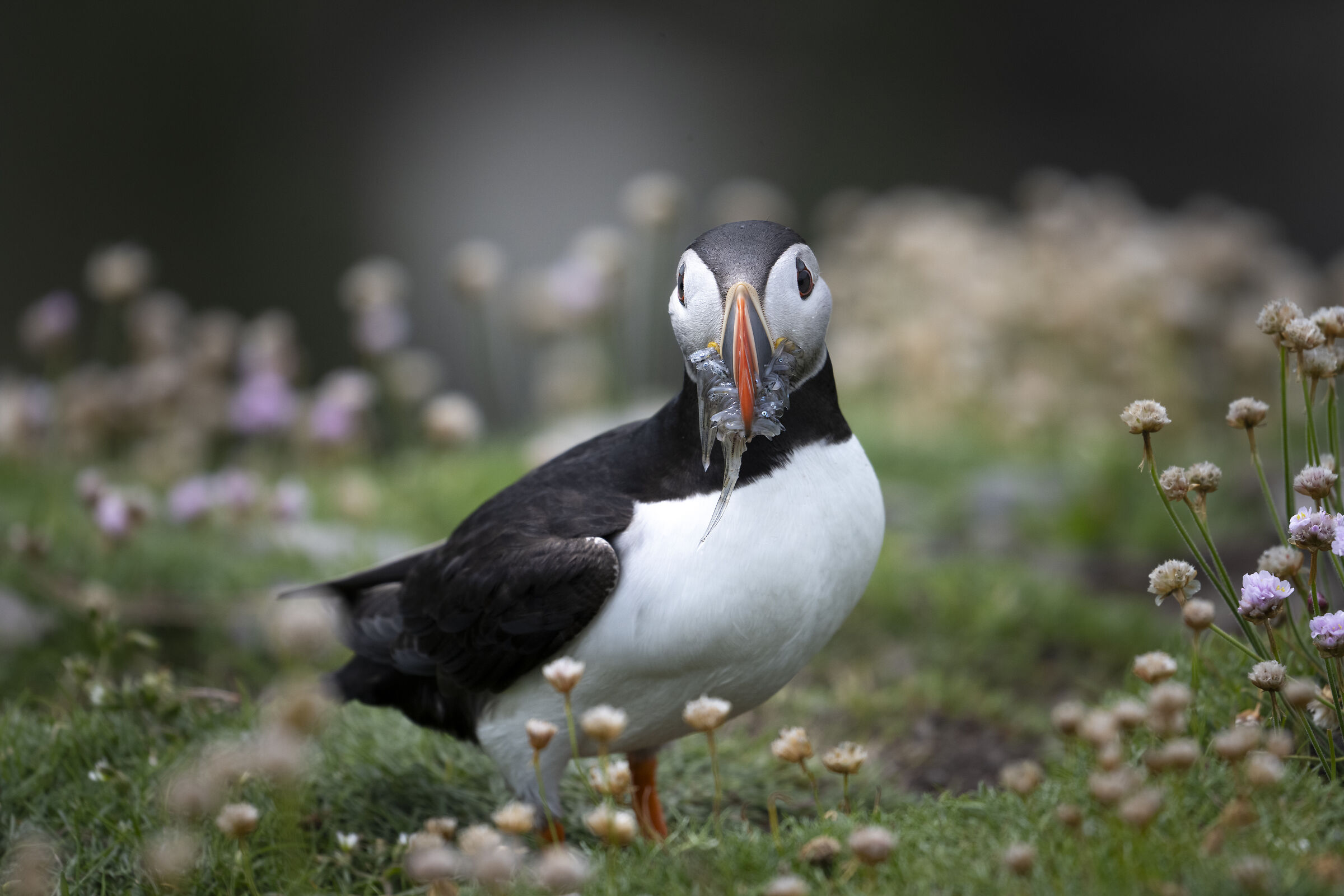 Puffins #3