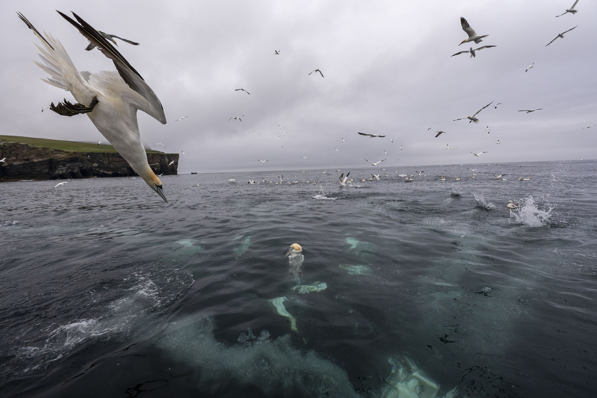 Gannets #1