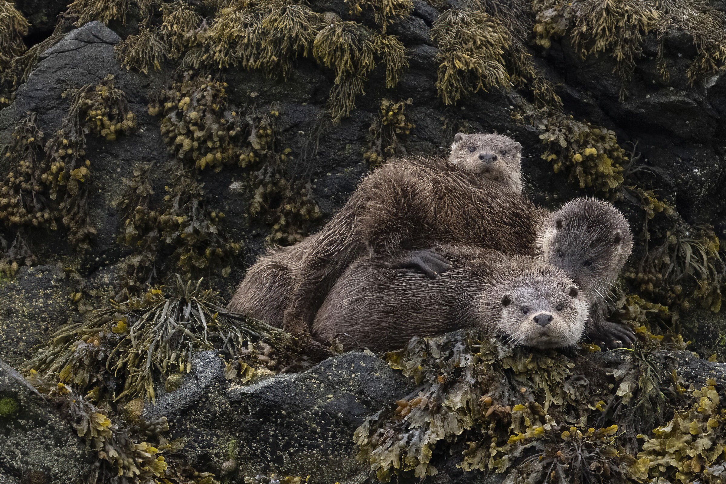 Otters #1