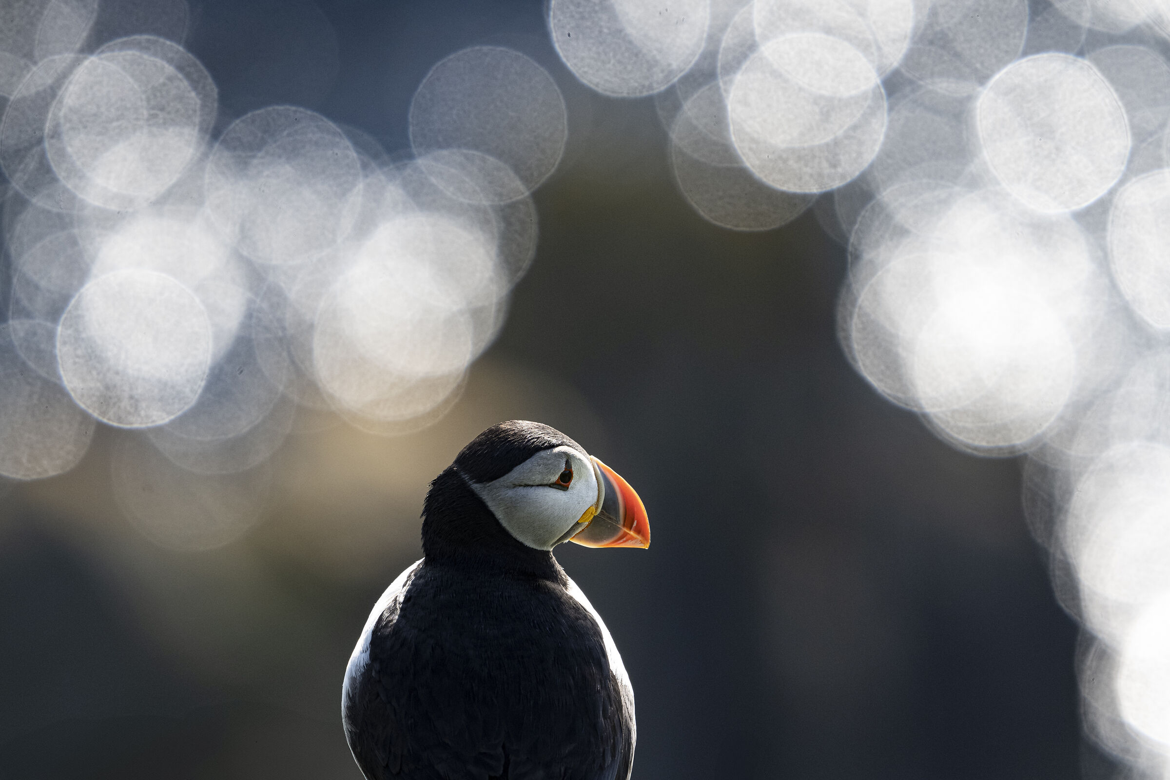 Puffins #4