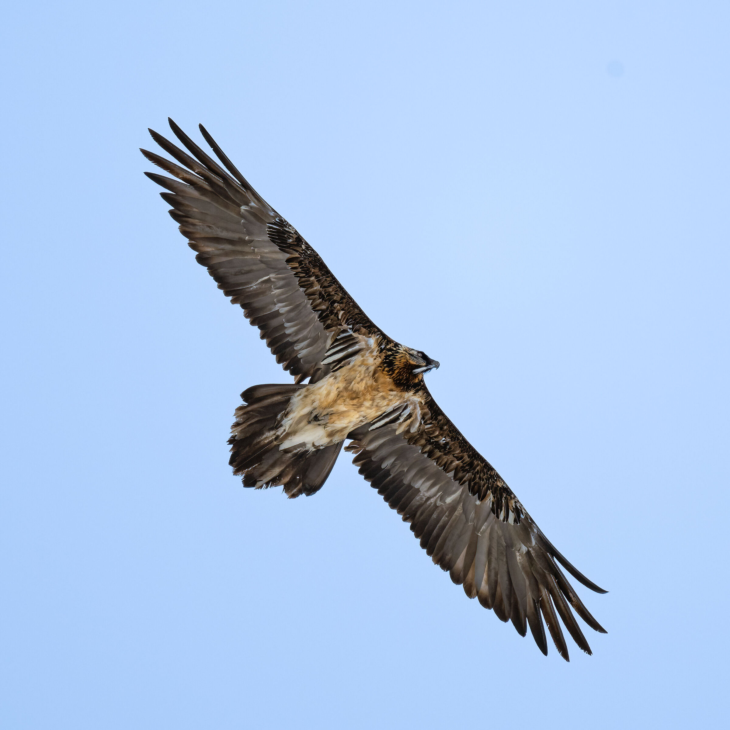 Gypaetus barbatus - Gran Paradiso National Park