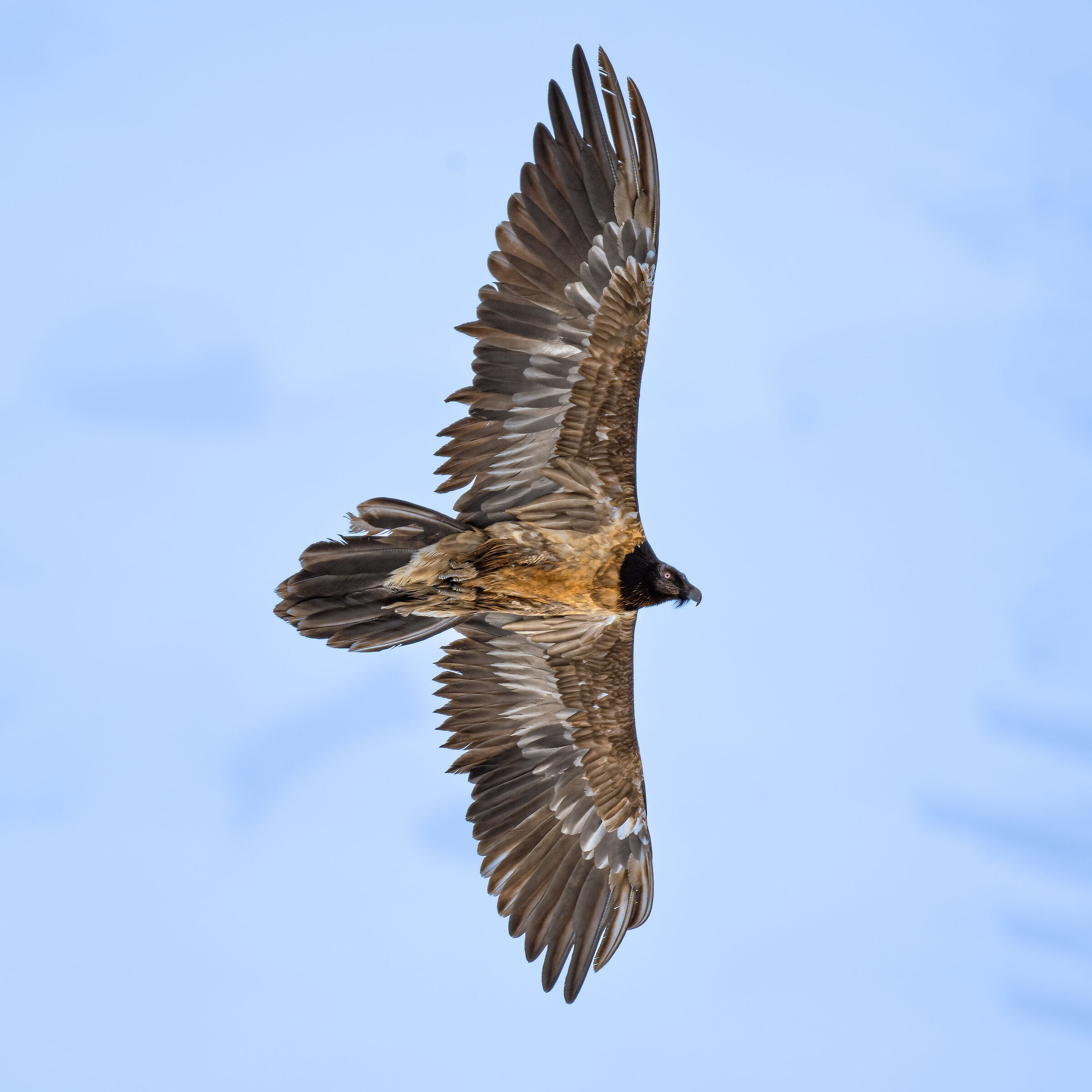 Gypaetus barbatus - Gran Paradiso National Park