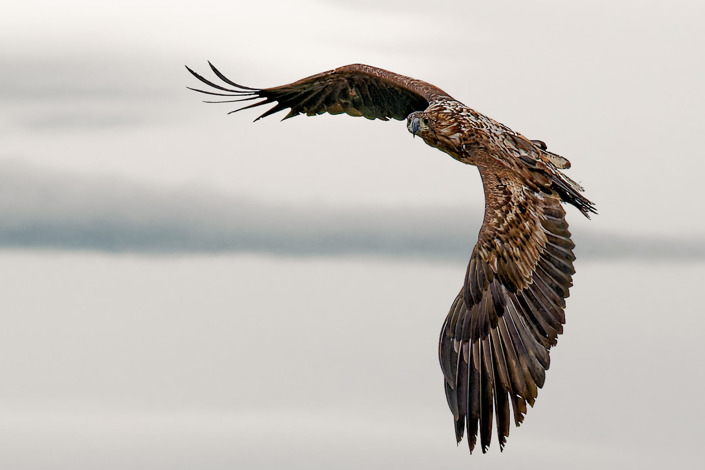 Aquila di mare, isole Lofoten