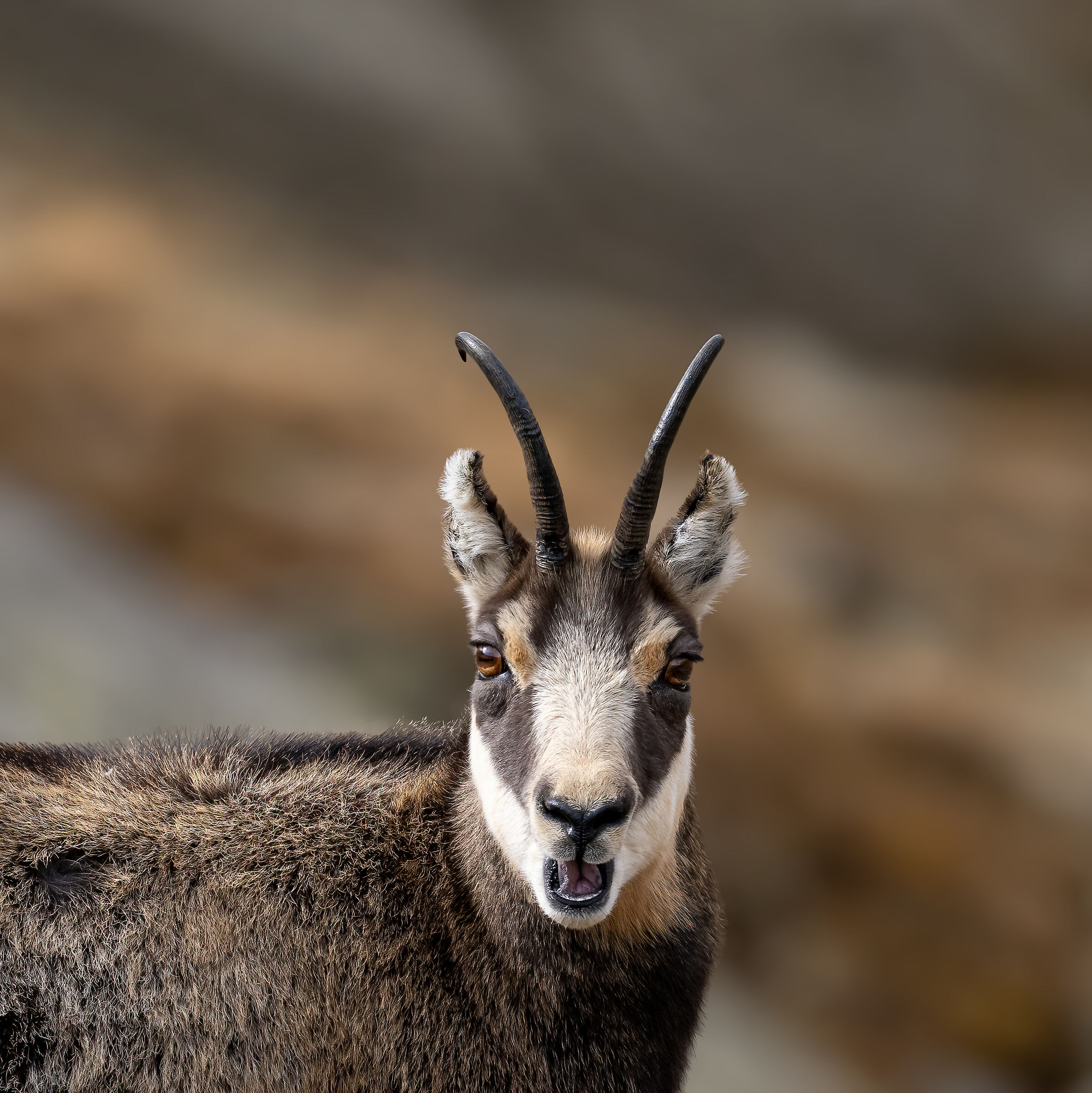 Camoscio- Parco Nazionale del Gran Paradiso
