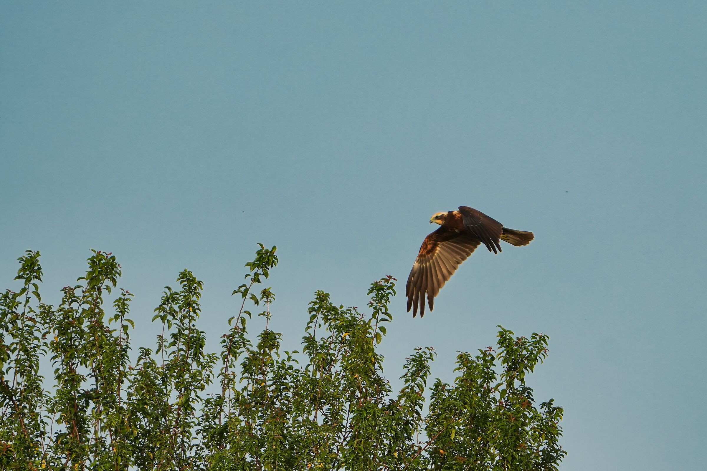 Falco di palude