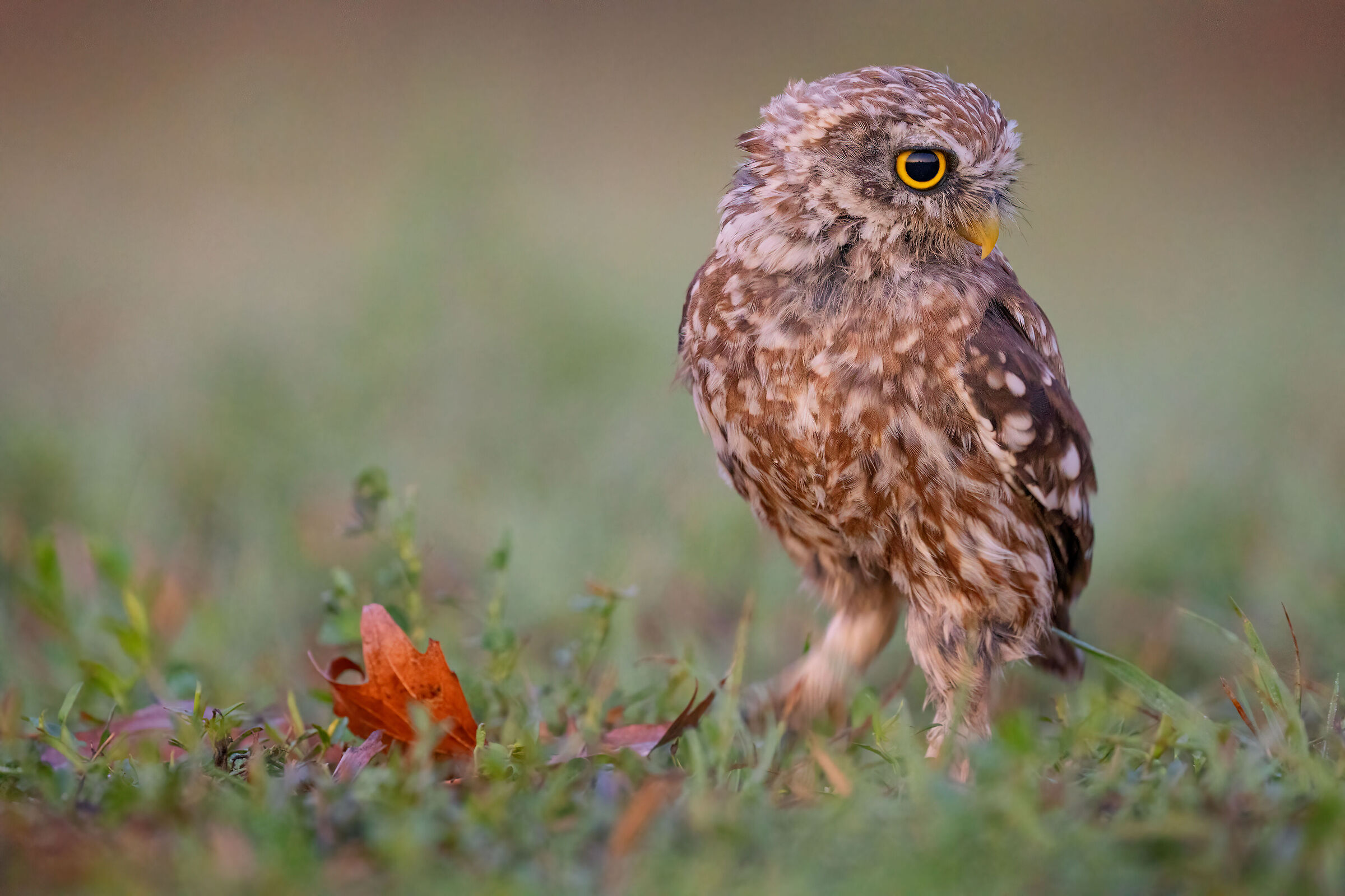 OWL