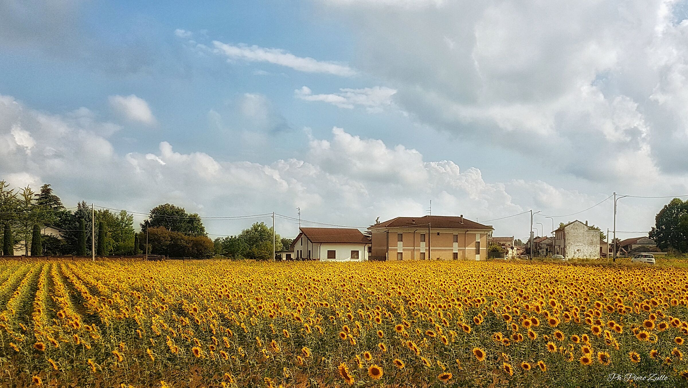 Sunflower fields