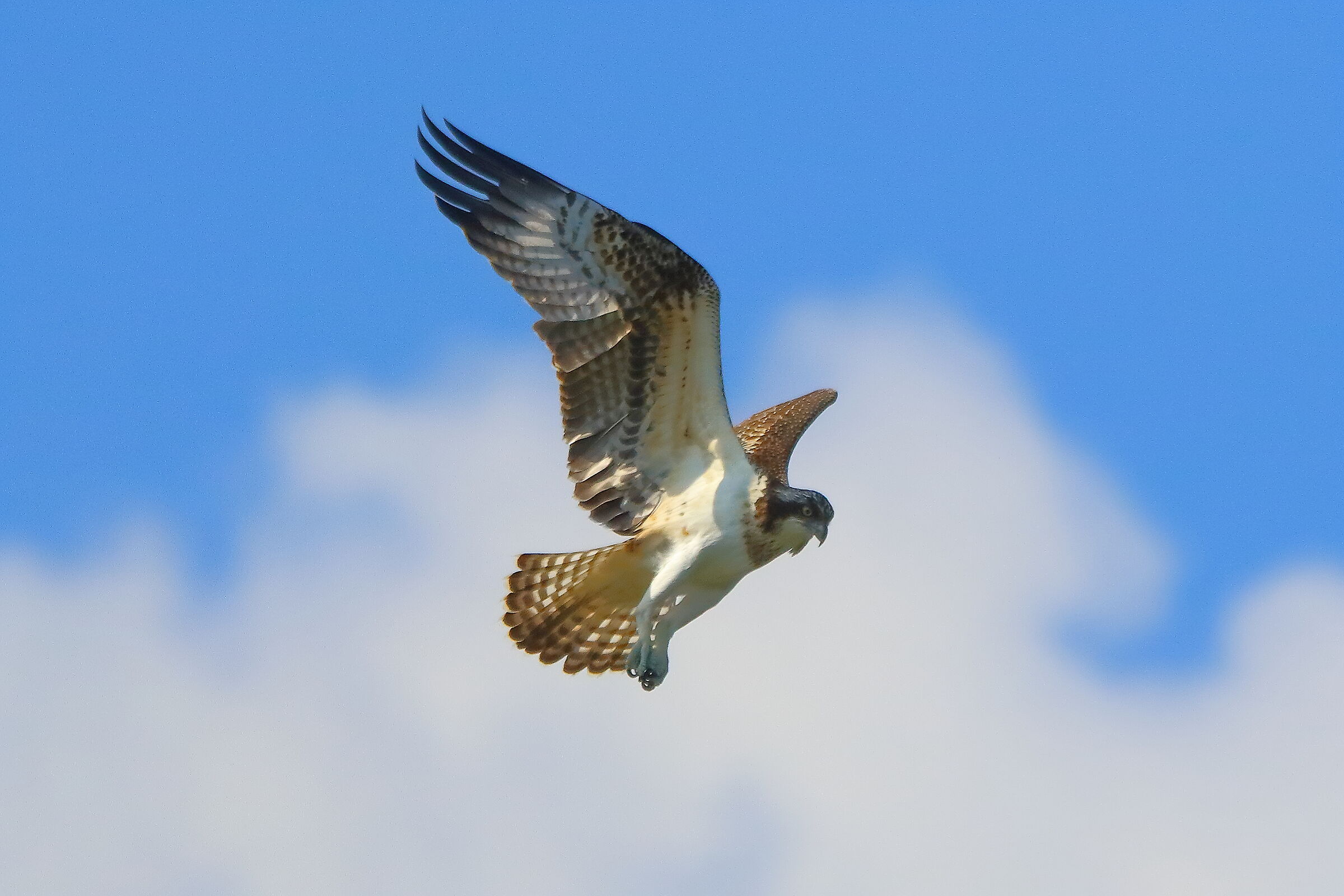 Falco pescatore 02 settembre 2021 - 0479