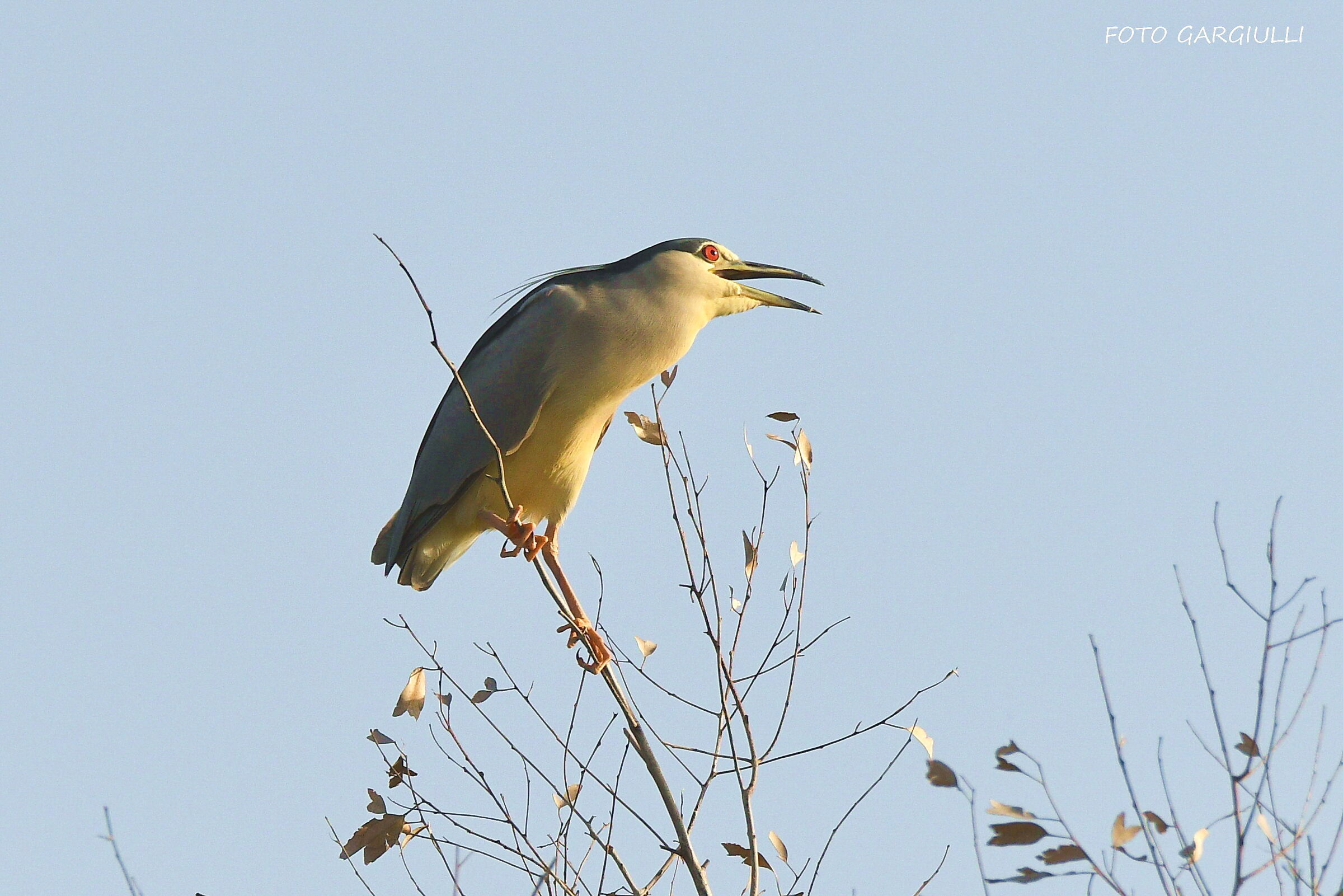 Night Heron