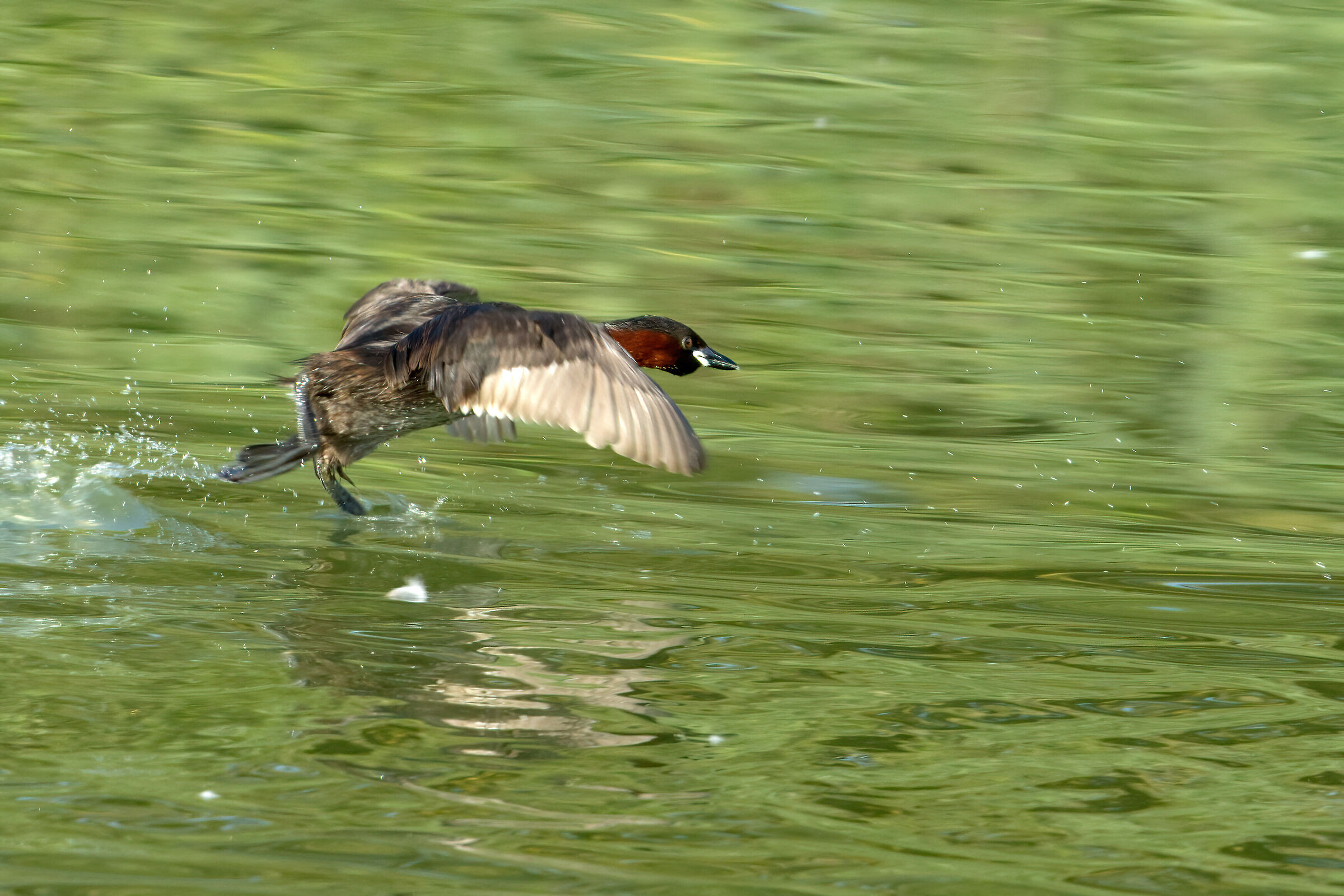 The grebe race