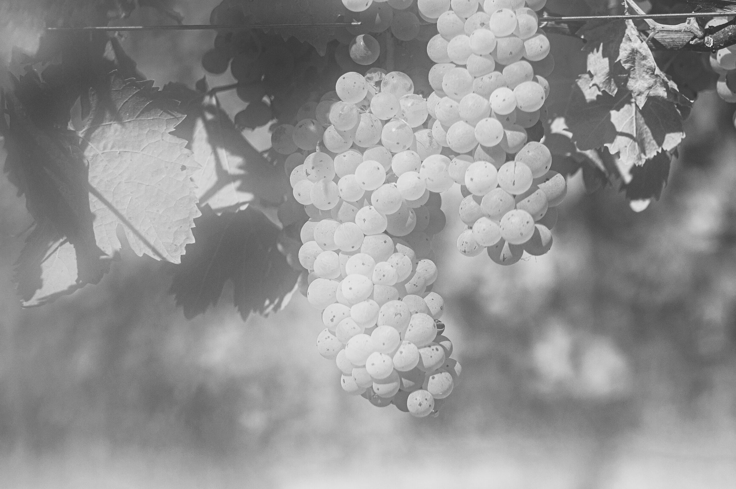Vineyard in B&W