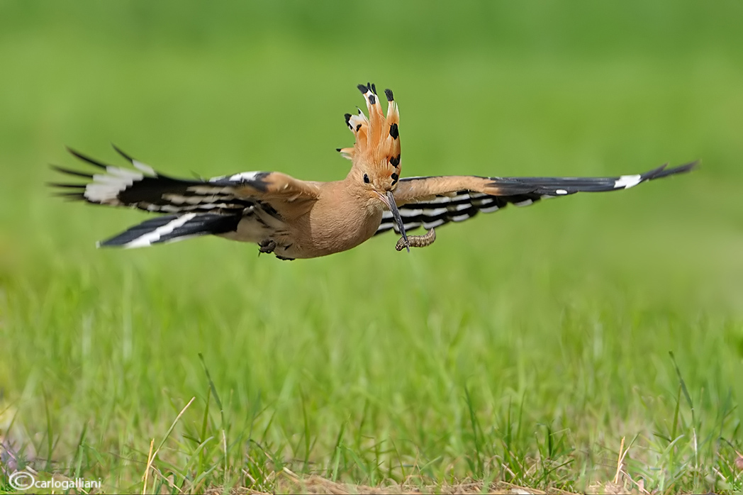 Hoopoe