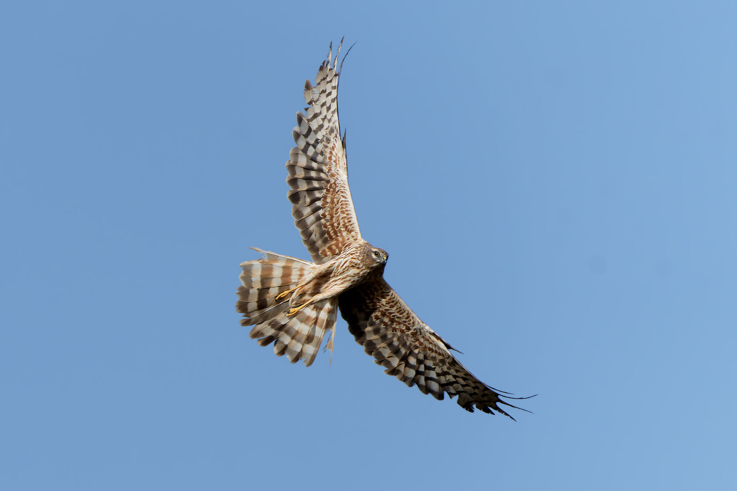 Montagu's Harrier