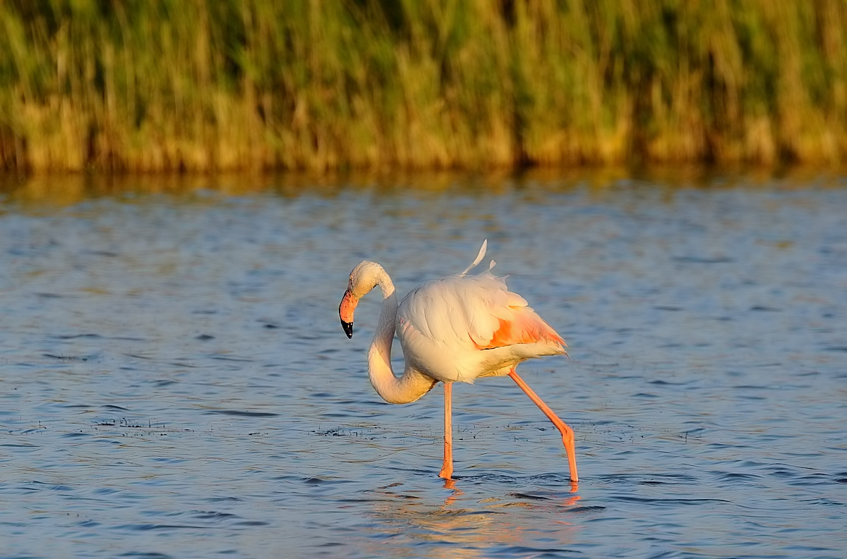 Flamingo at sunset