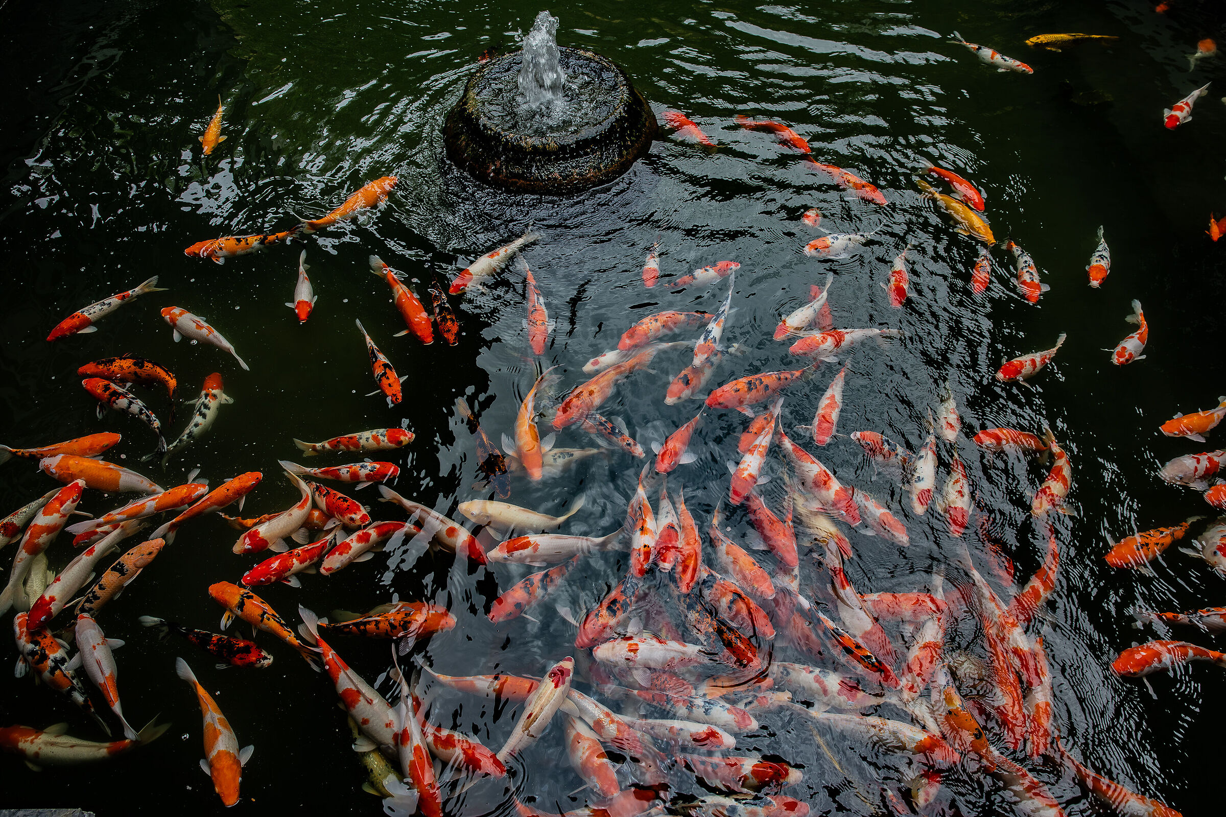 Carpe Koi