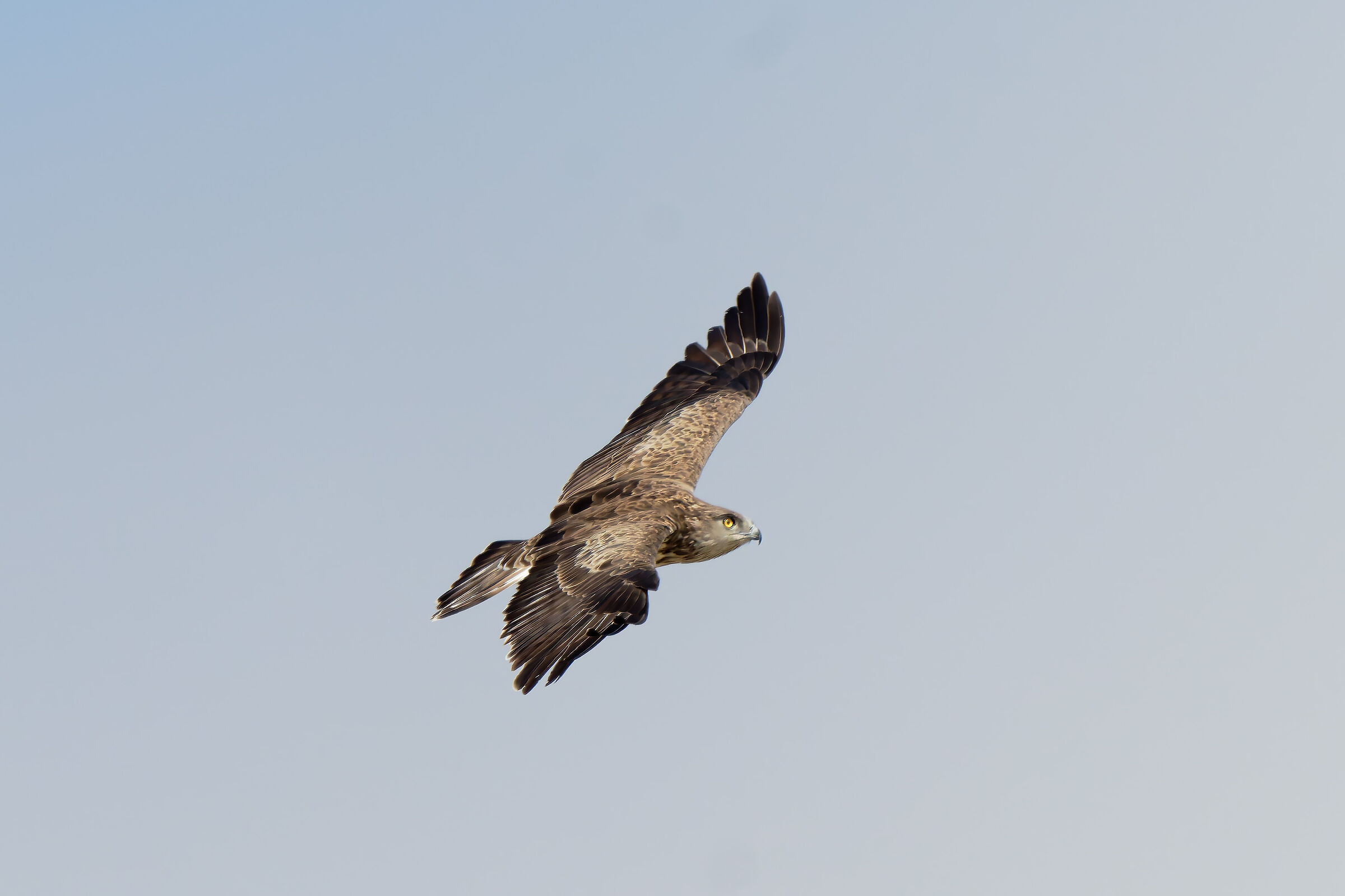 Harrier eagle