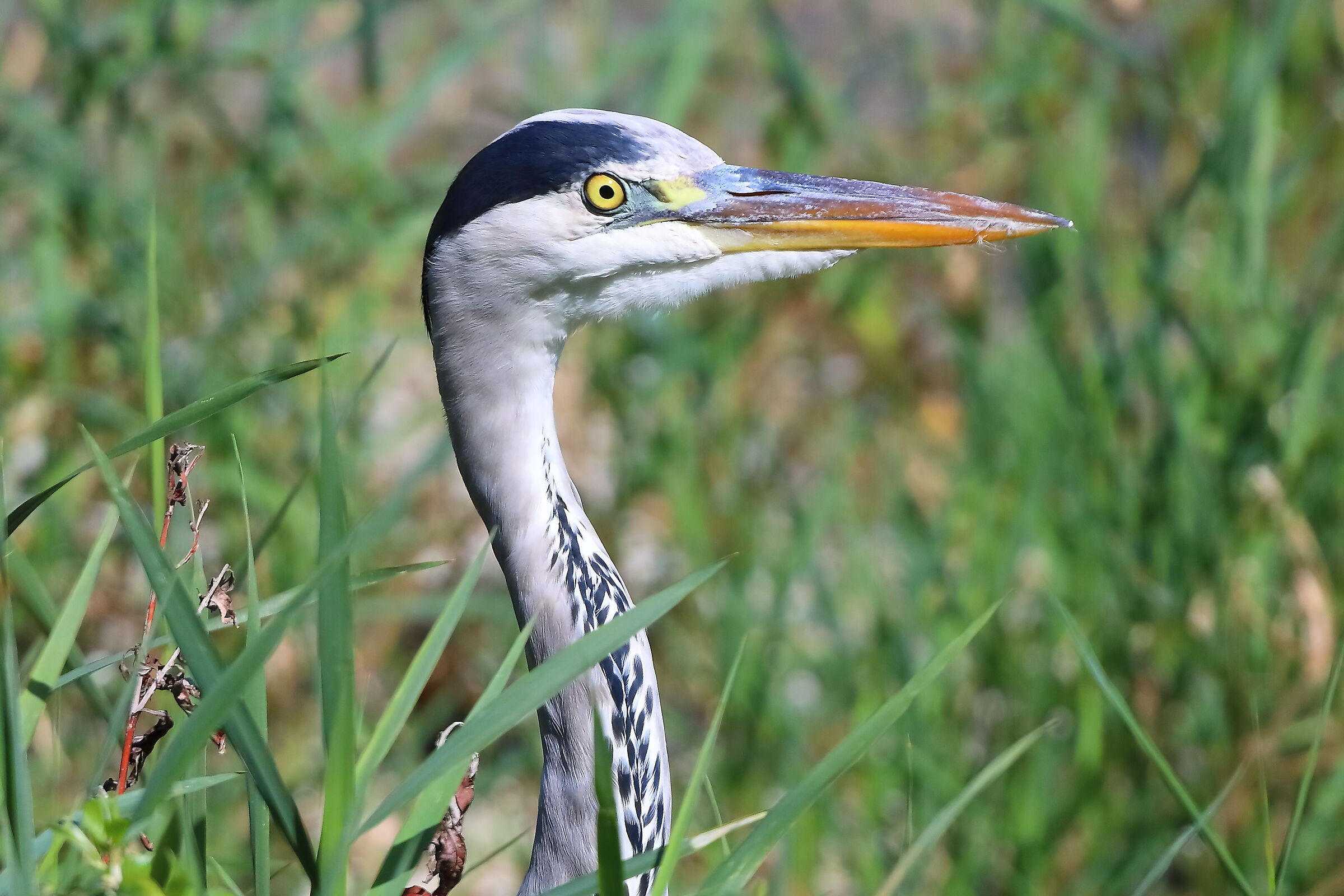 Cenerino settembre 2024 - 0007