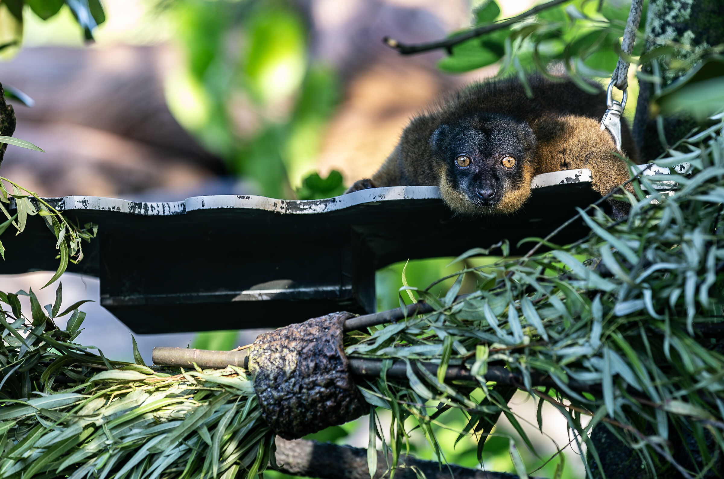 Lemure (Eulemur Rubriventer)