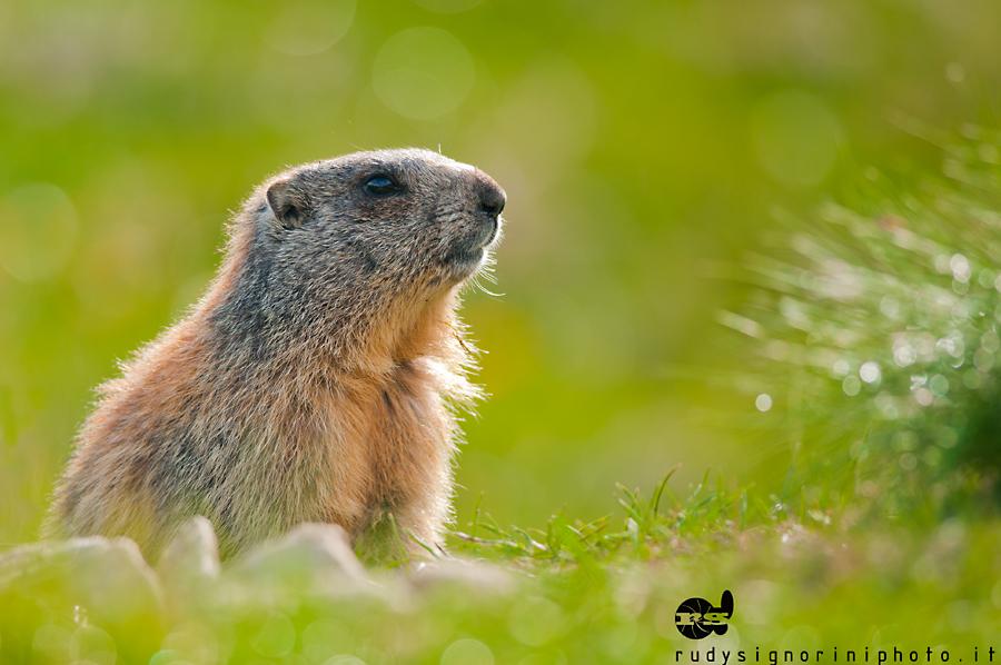 Marmotta al Passo Tonale
