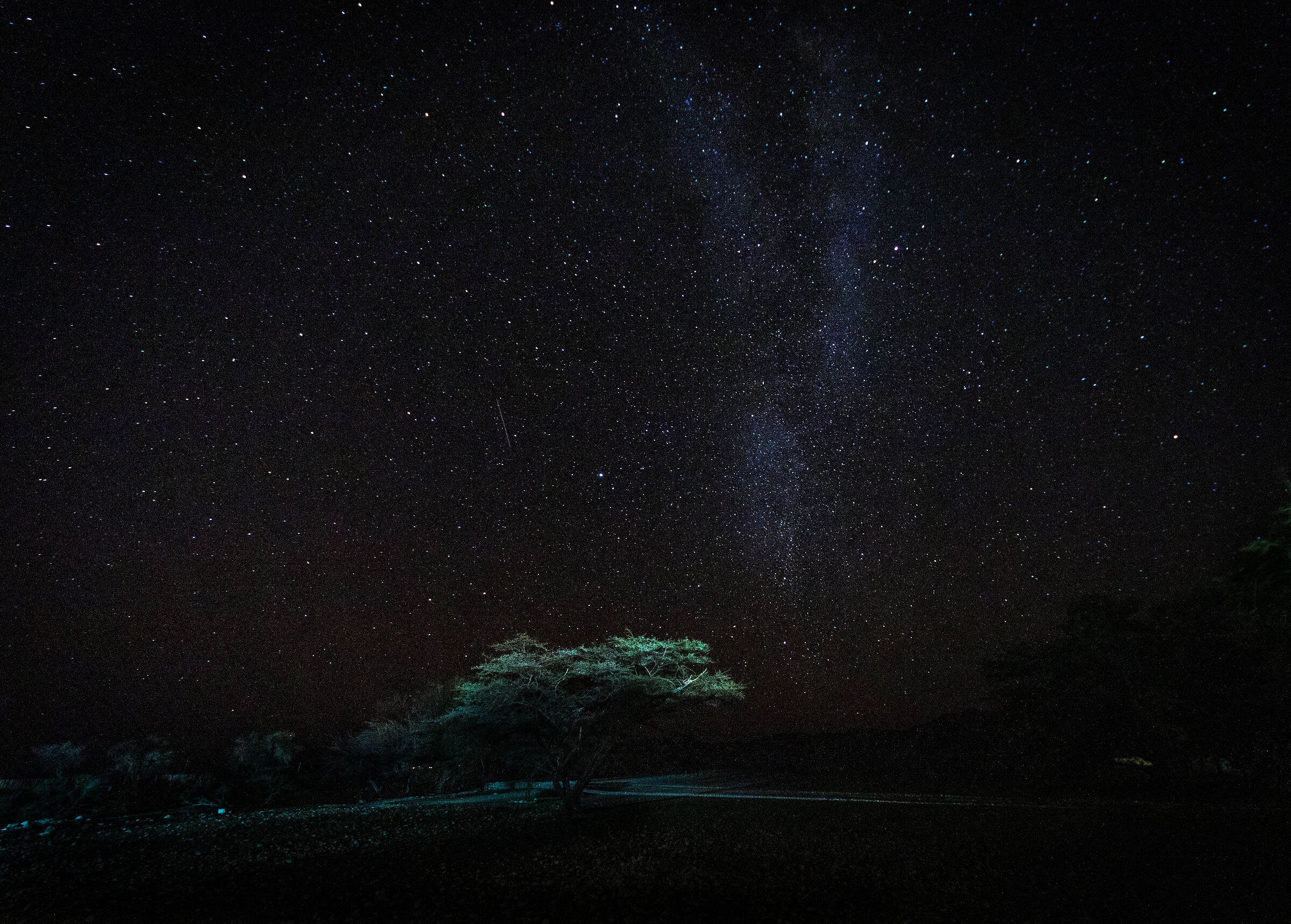 Albero in mezzo alle stelle