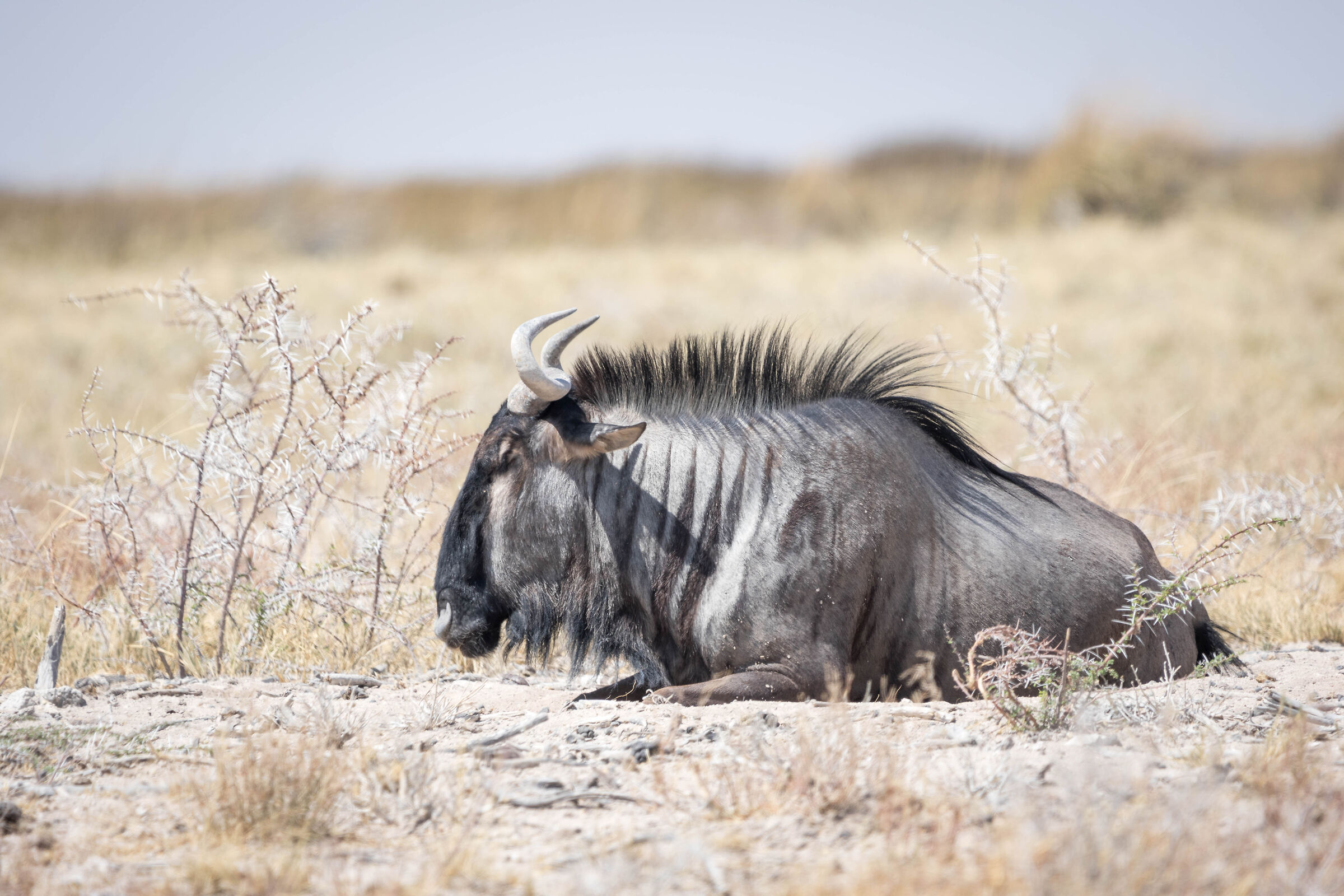 Il riposo dello gnu