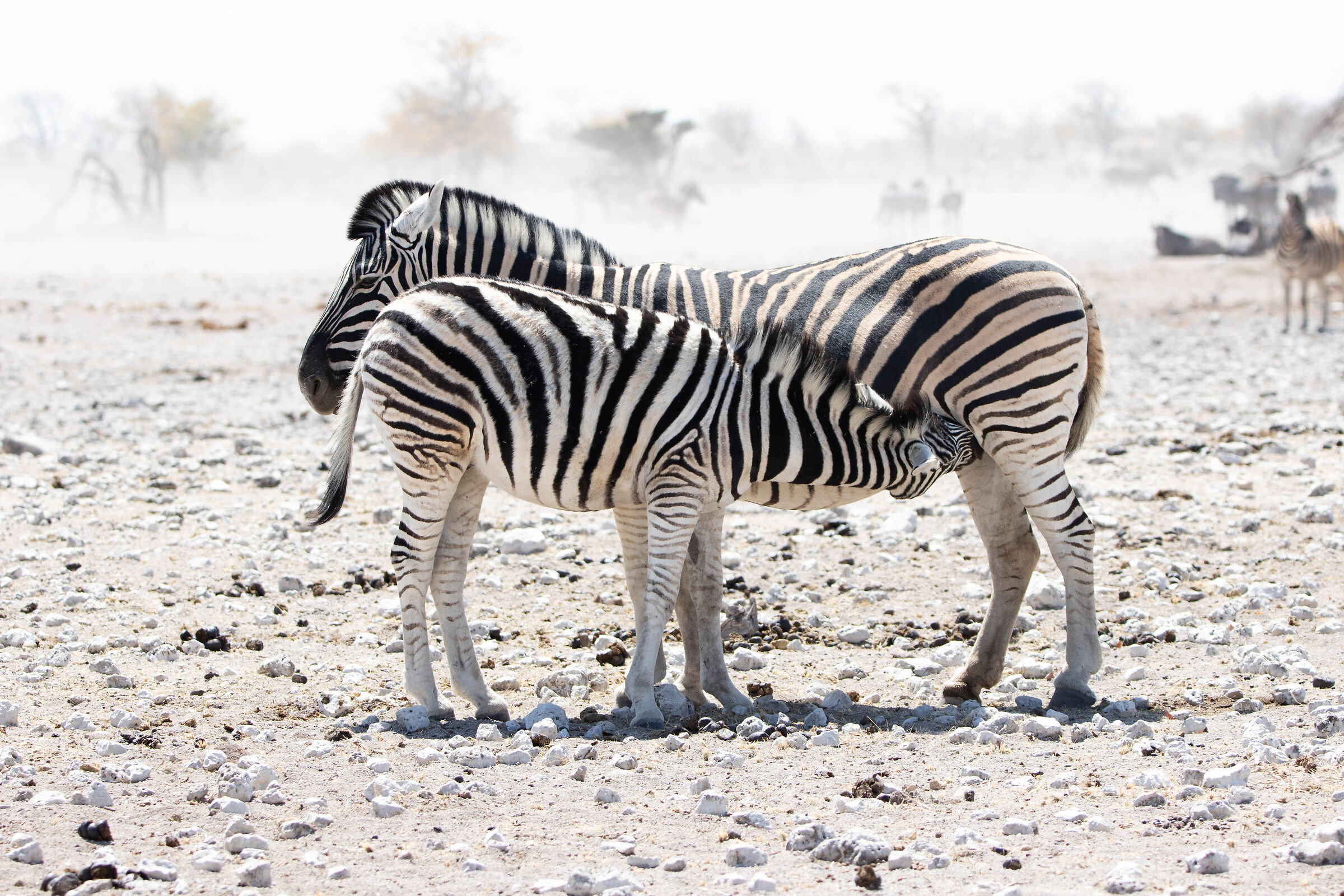 Zebra con cucciolo