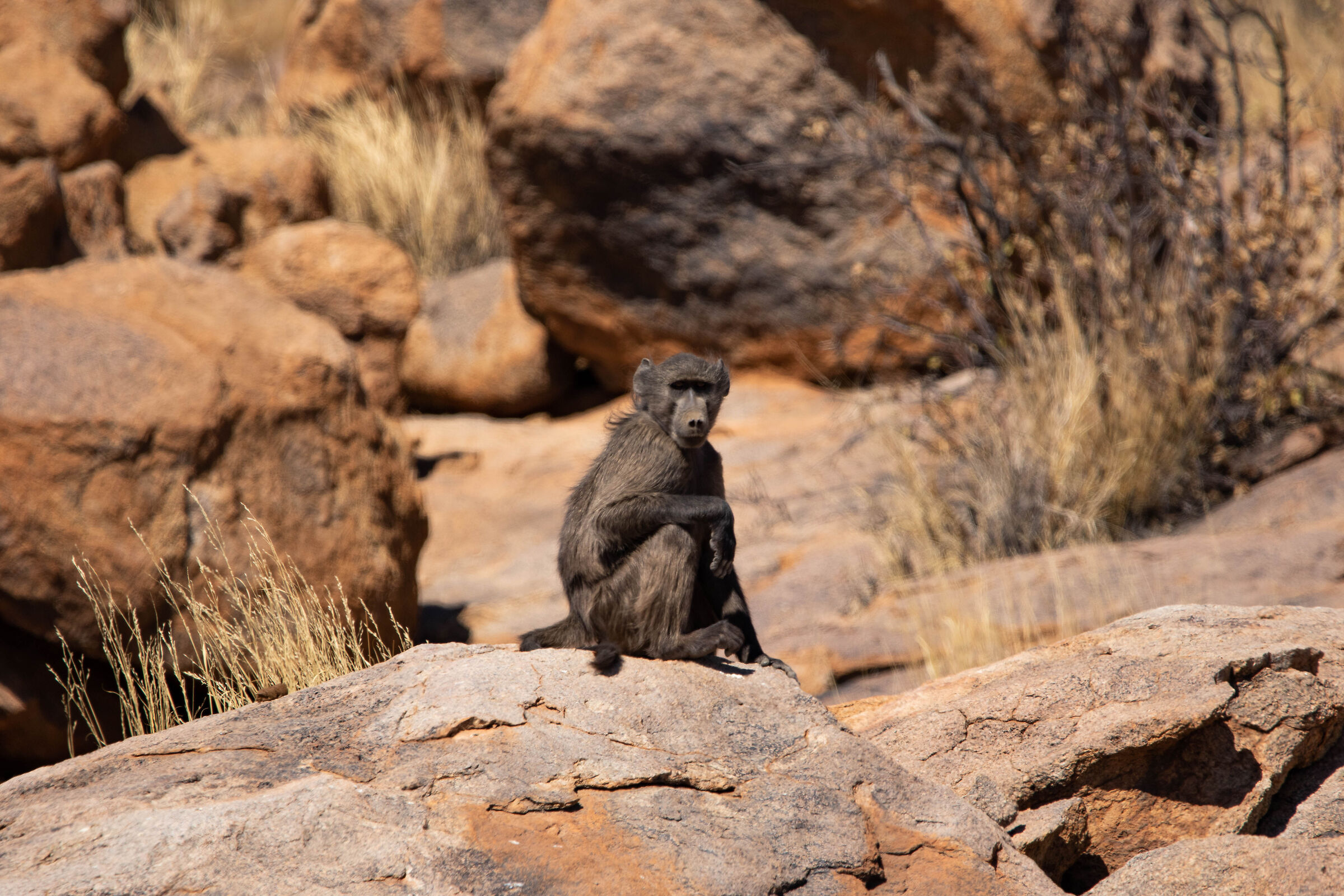 Baboons