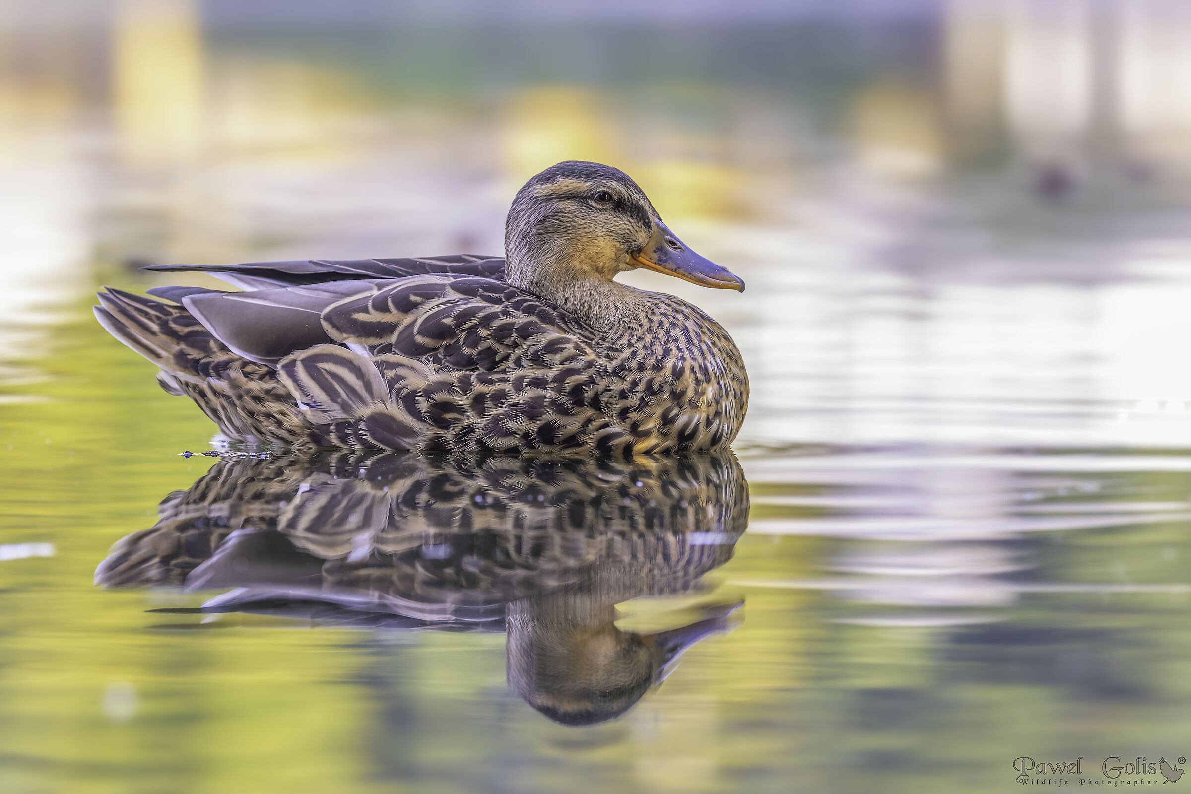 Germano reale (Anas platyrhynchos)