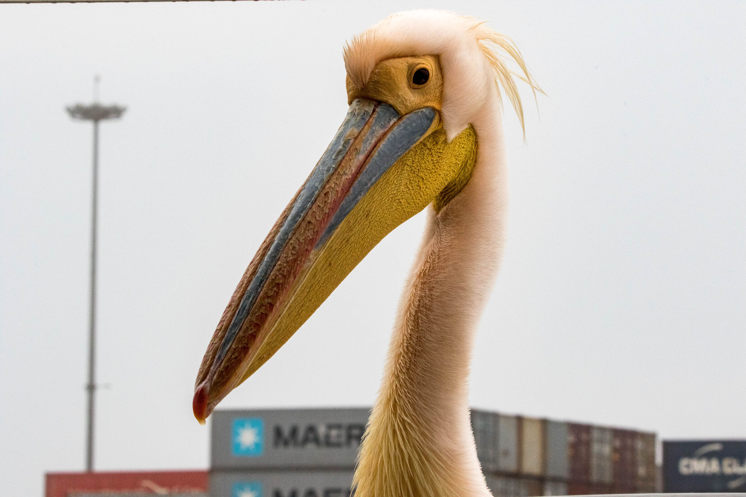 lo sguardo del pellicano