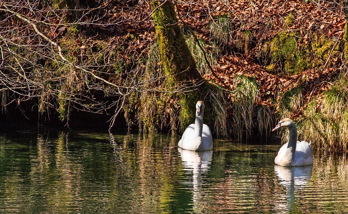 Nuotando nel laghetto 2