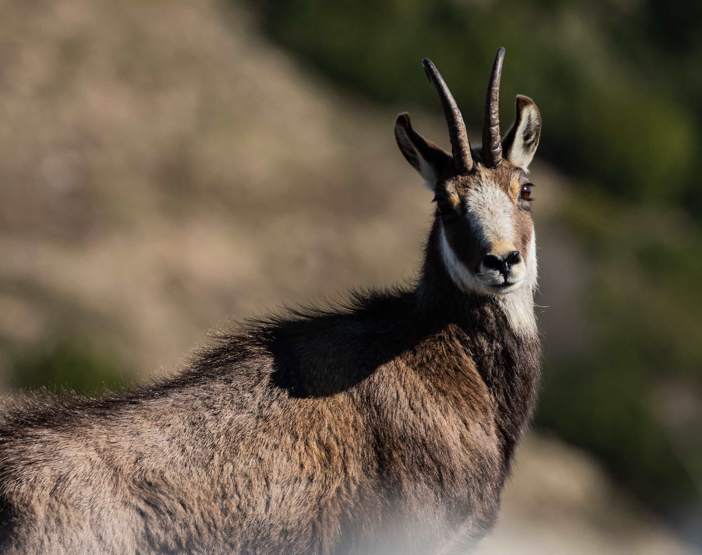 Camoscio sul baldo_2