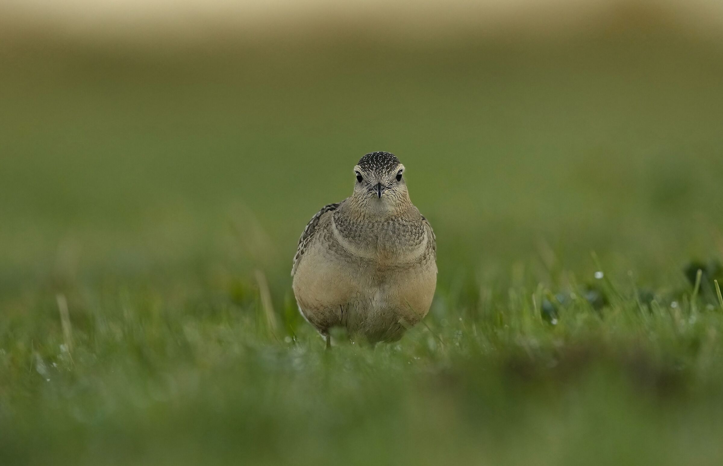 Tortolino plover