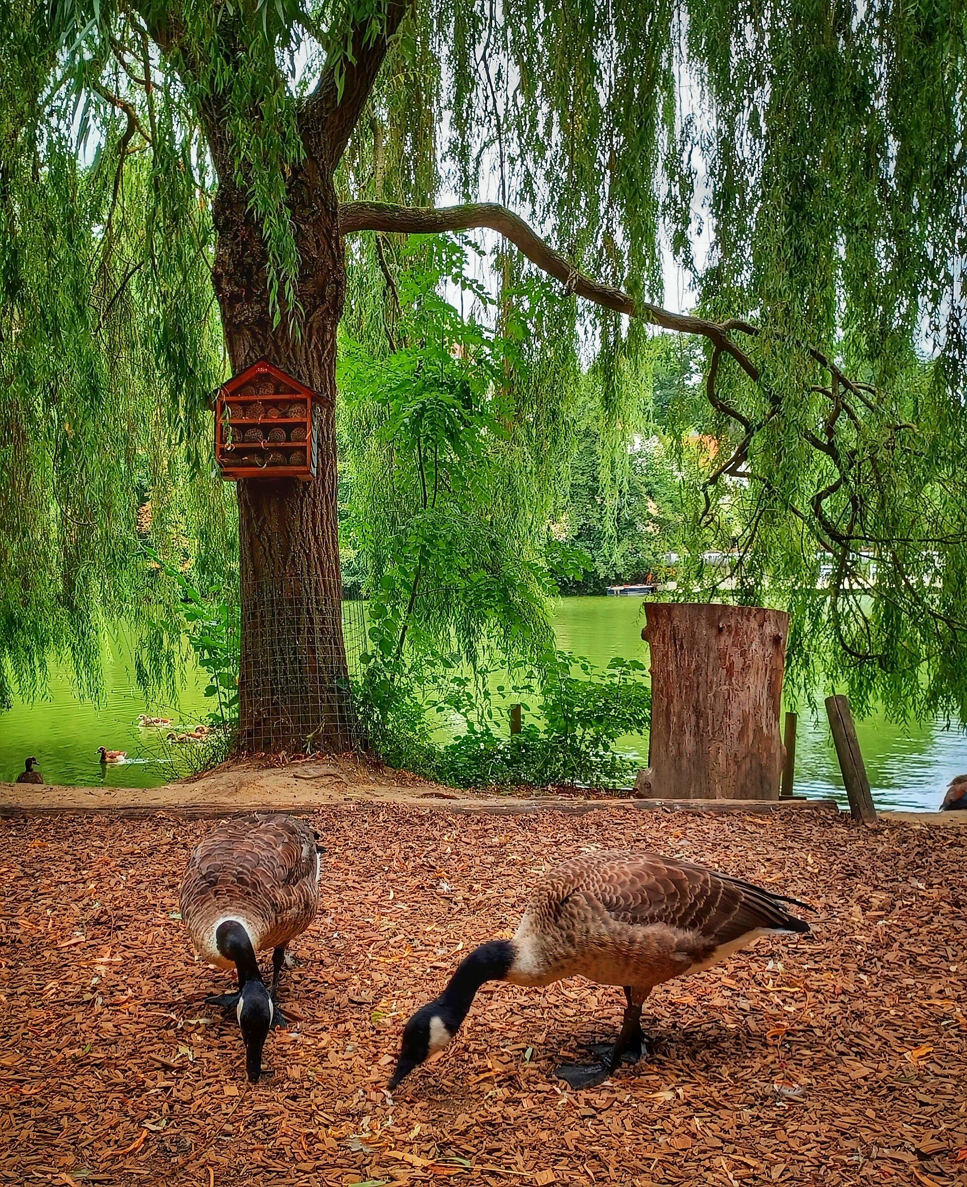 Canada geese