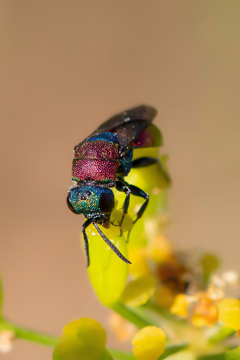 Hedychrum sp. z o.o.