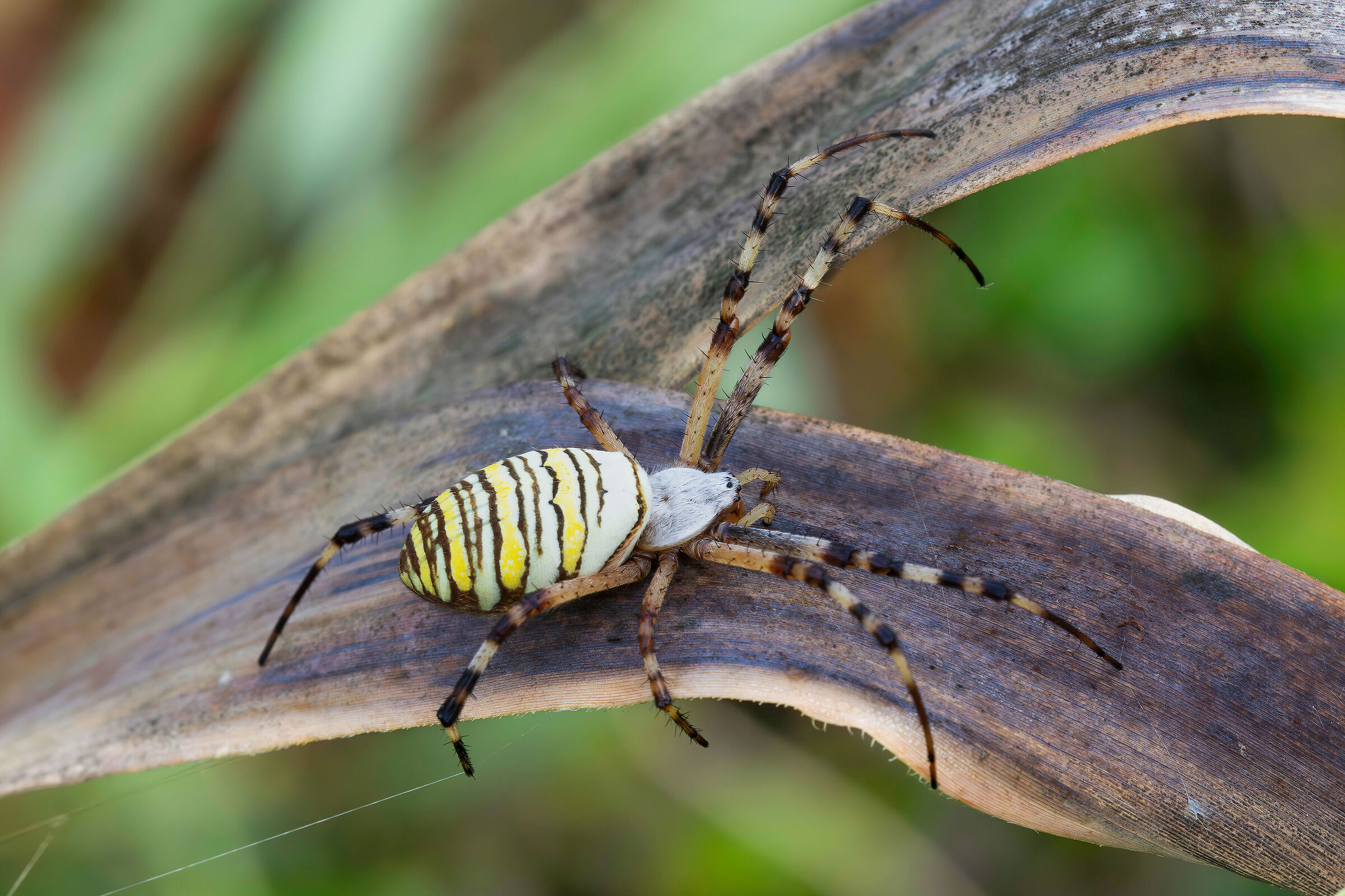 Argiope bruennichi