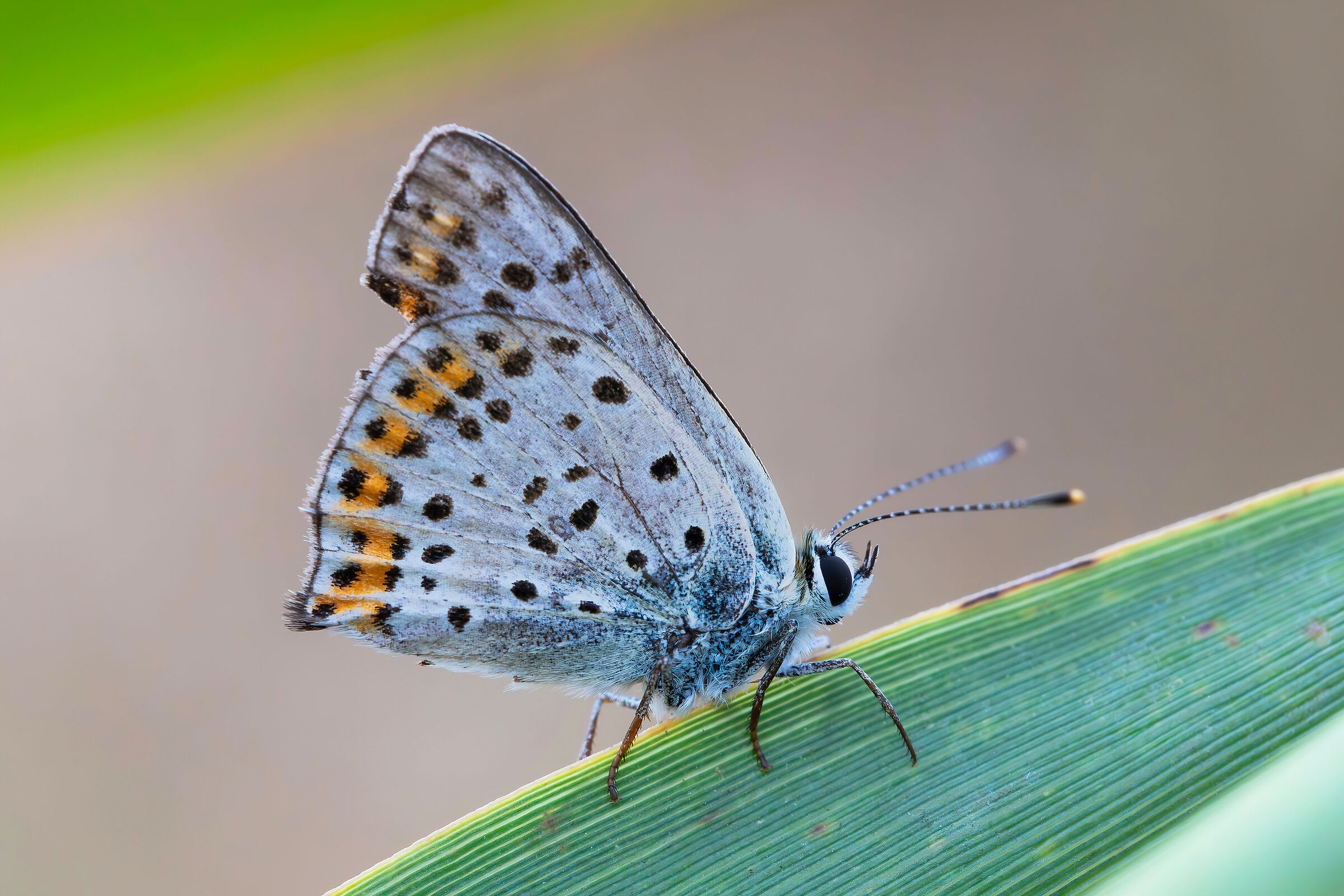 Lycaena tityrus