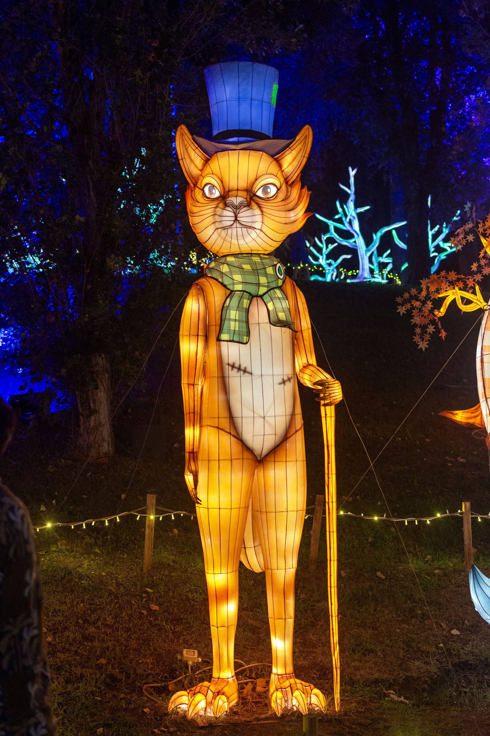 Il Gatto