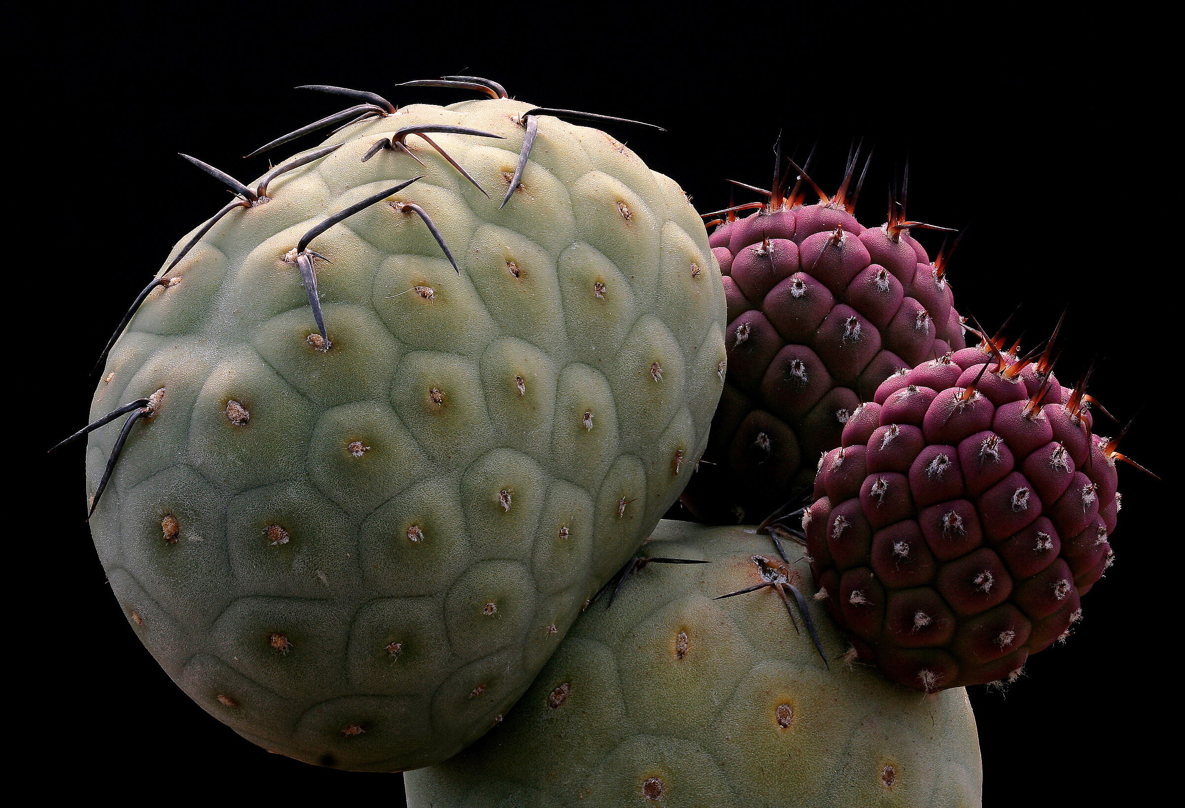 Tephrocactus geometricus