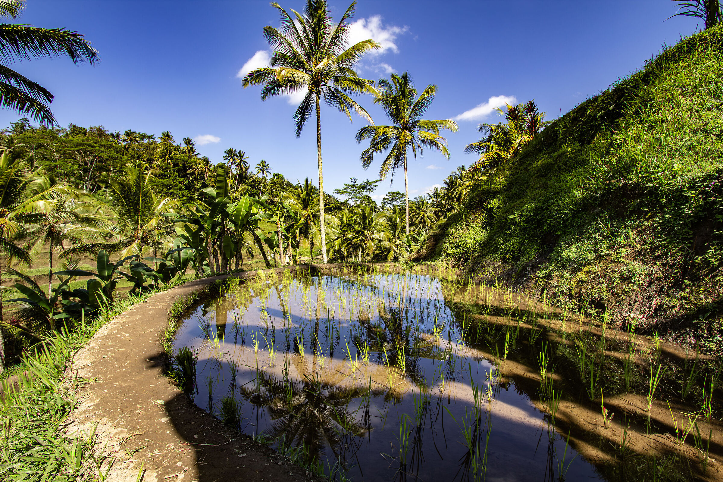 Risaie di Ubud