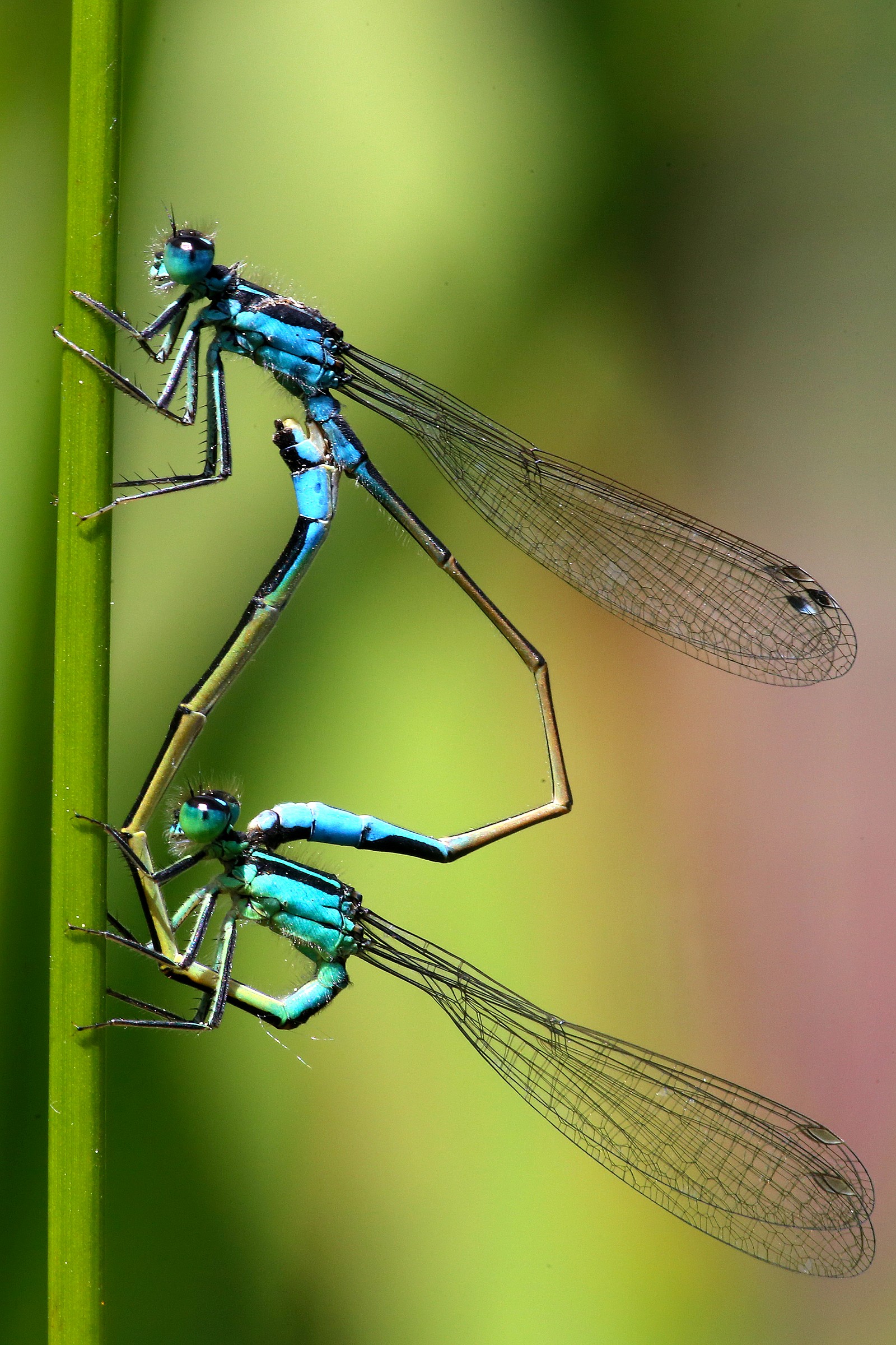 dragonflies
