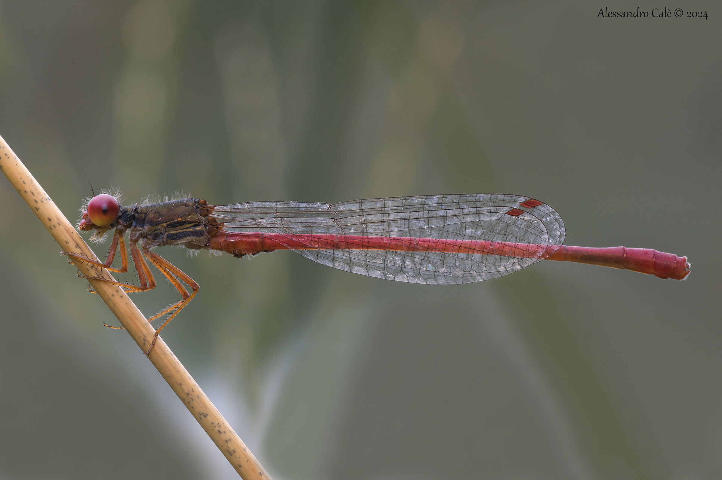 Ceriagrion tenellum 5459