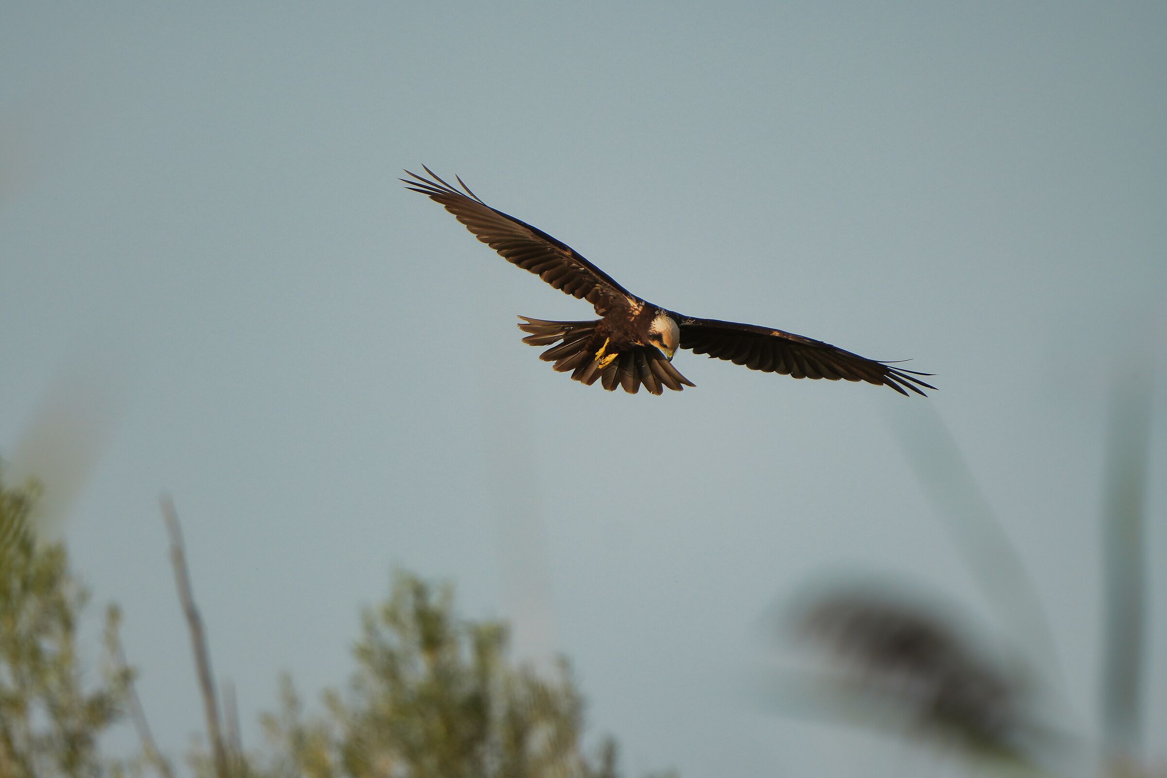 Falco di palude
