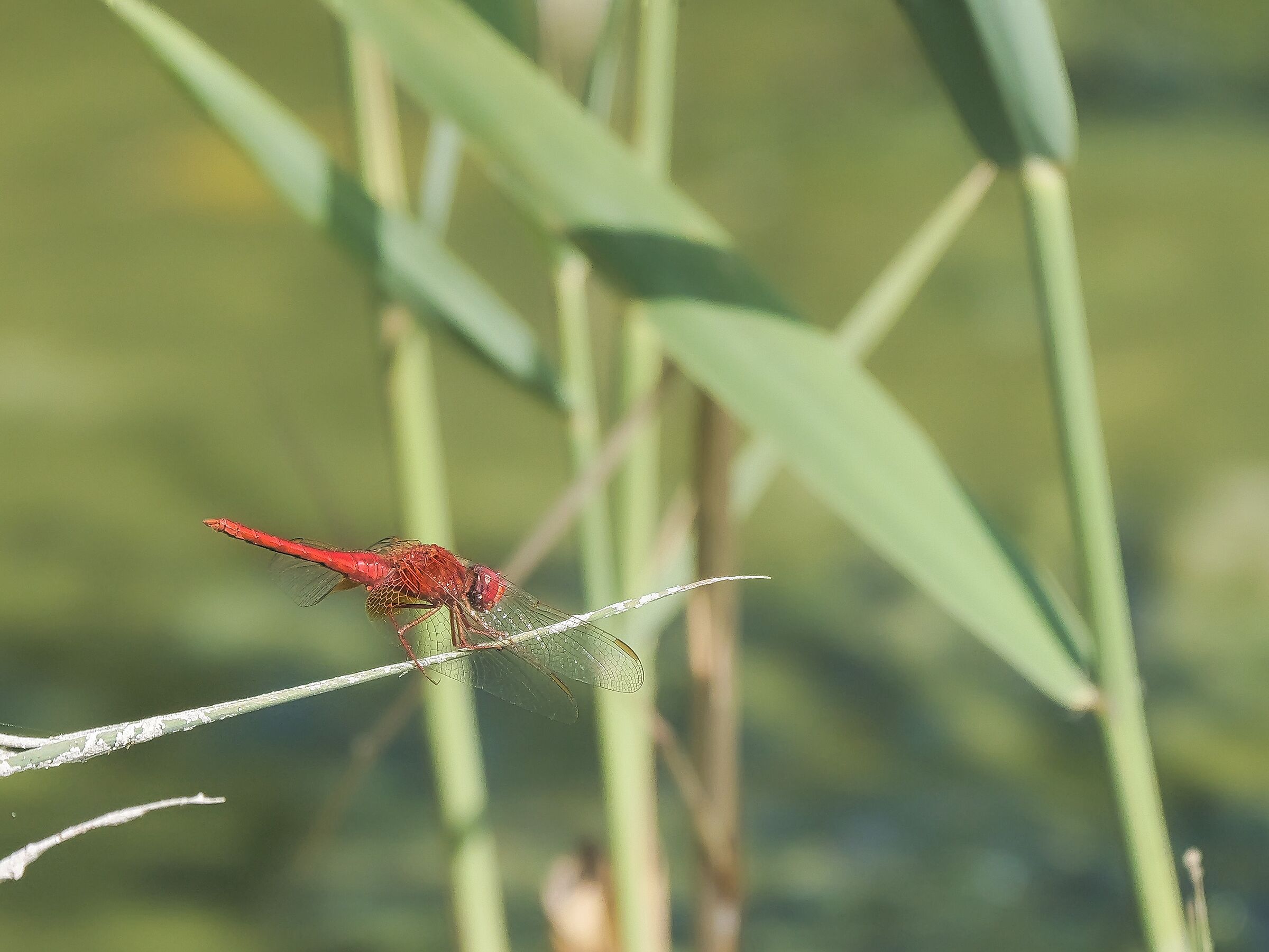 Libellula scarlatta