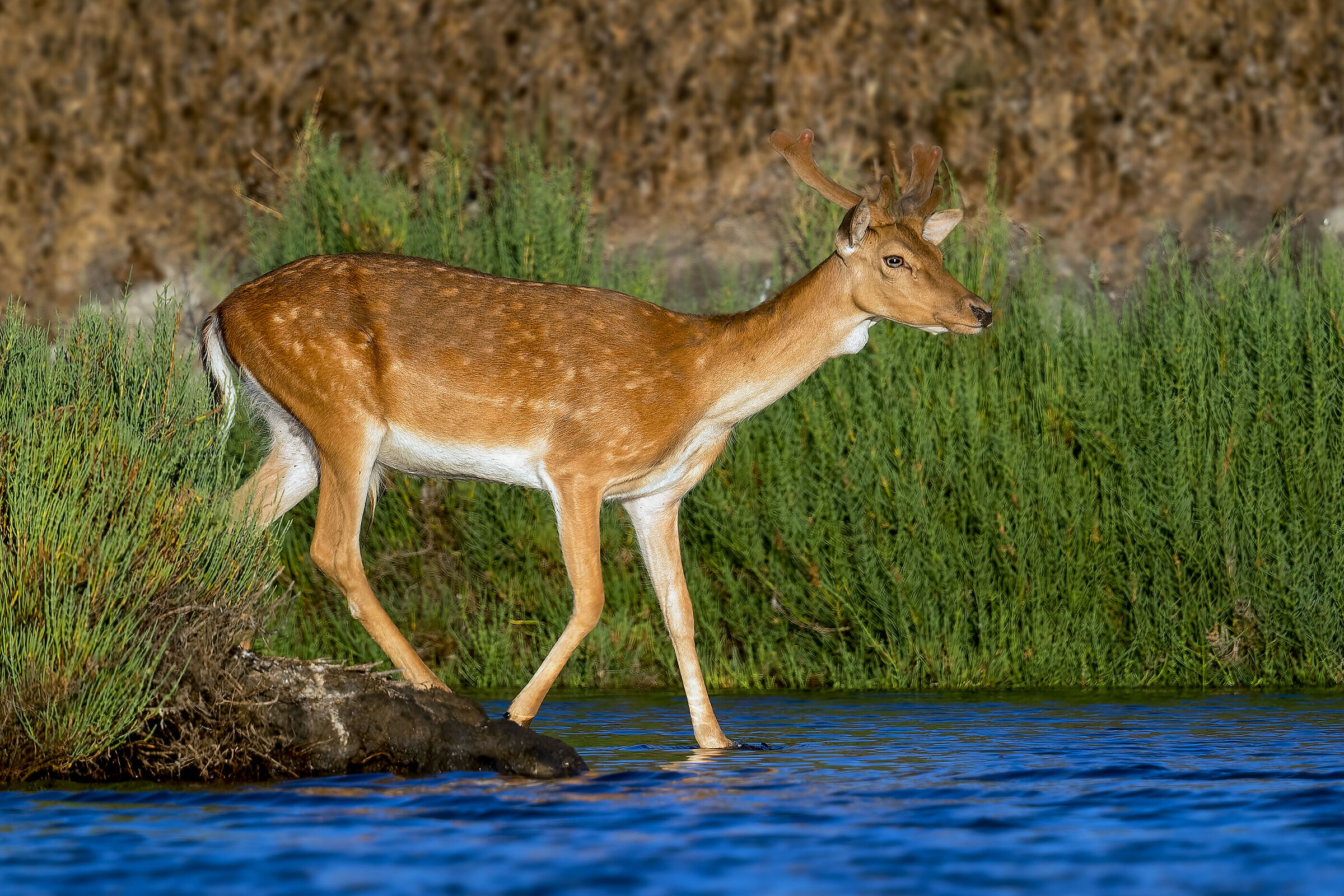 Fallow deer