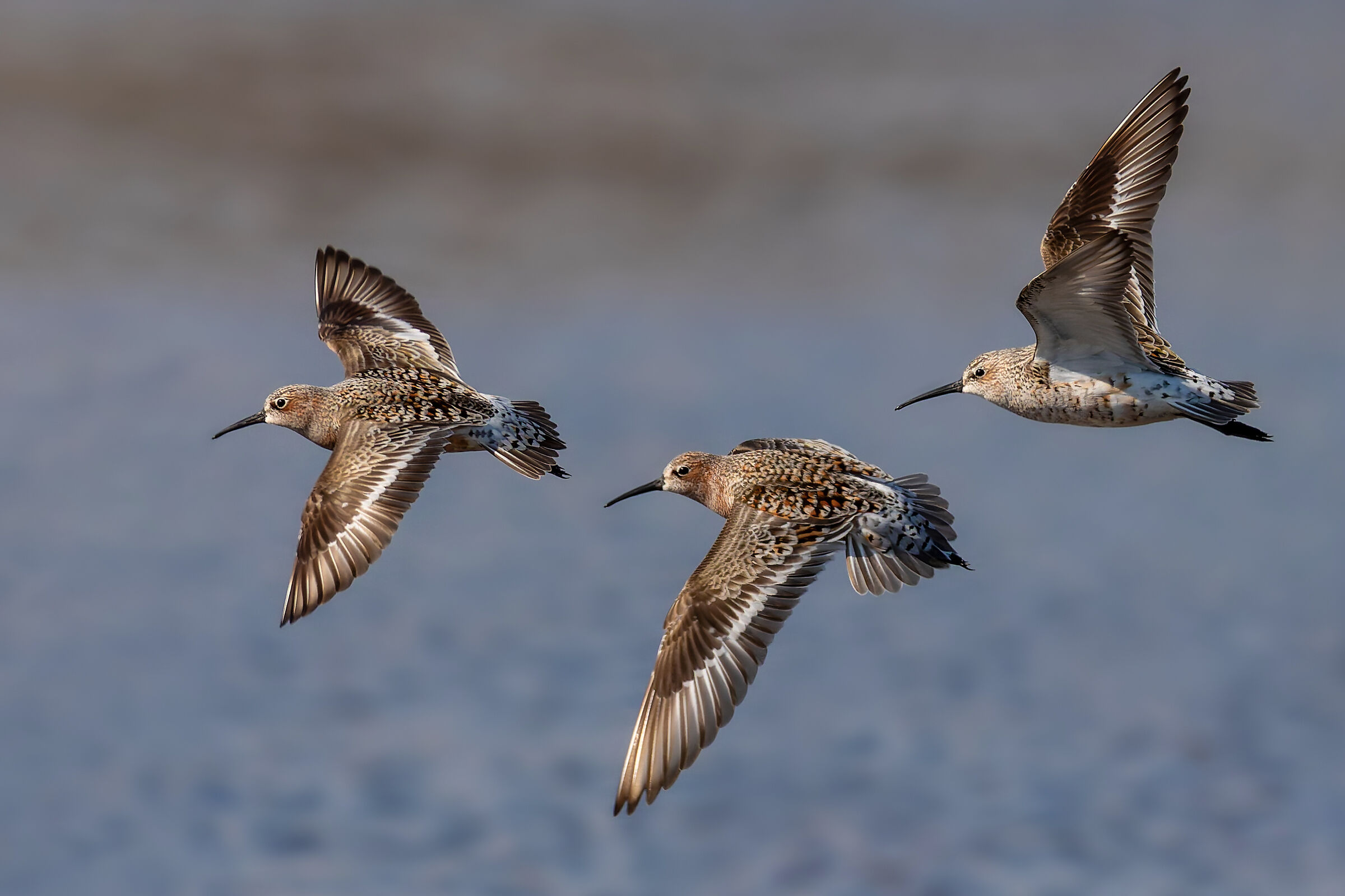 Sandpipers