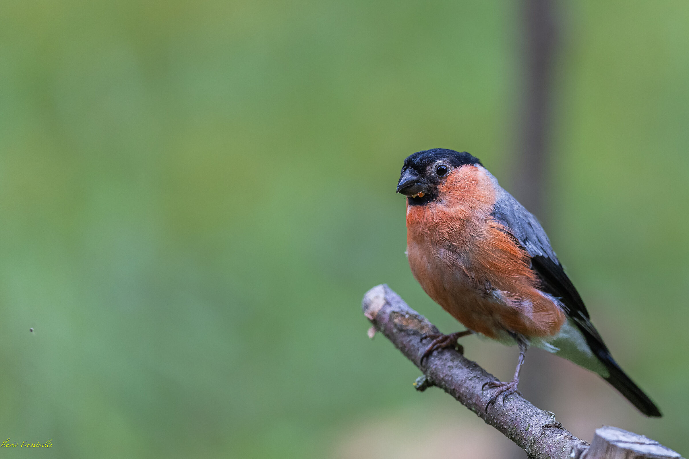 Eurasian bullfinch