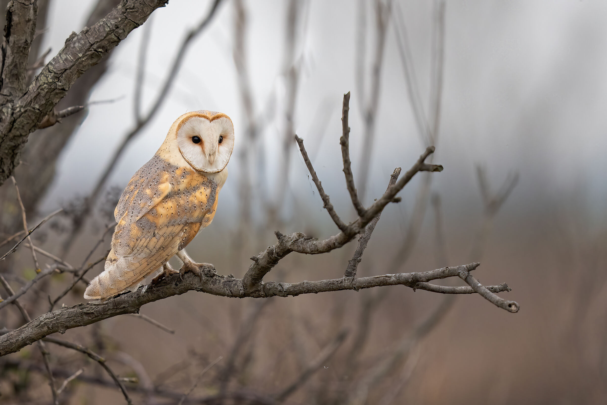 Barn owl