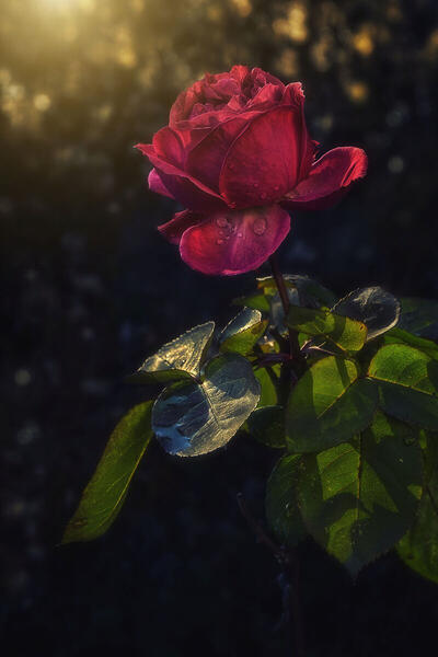 Foto